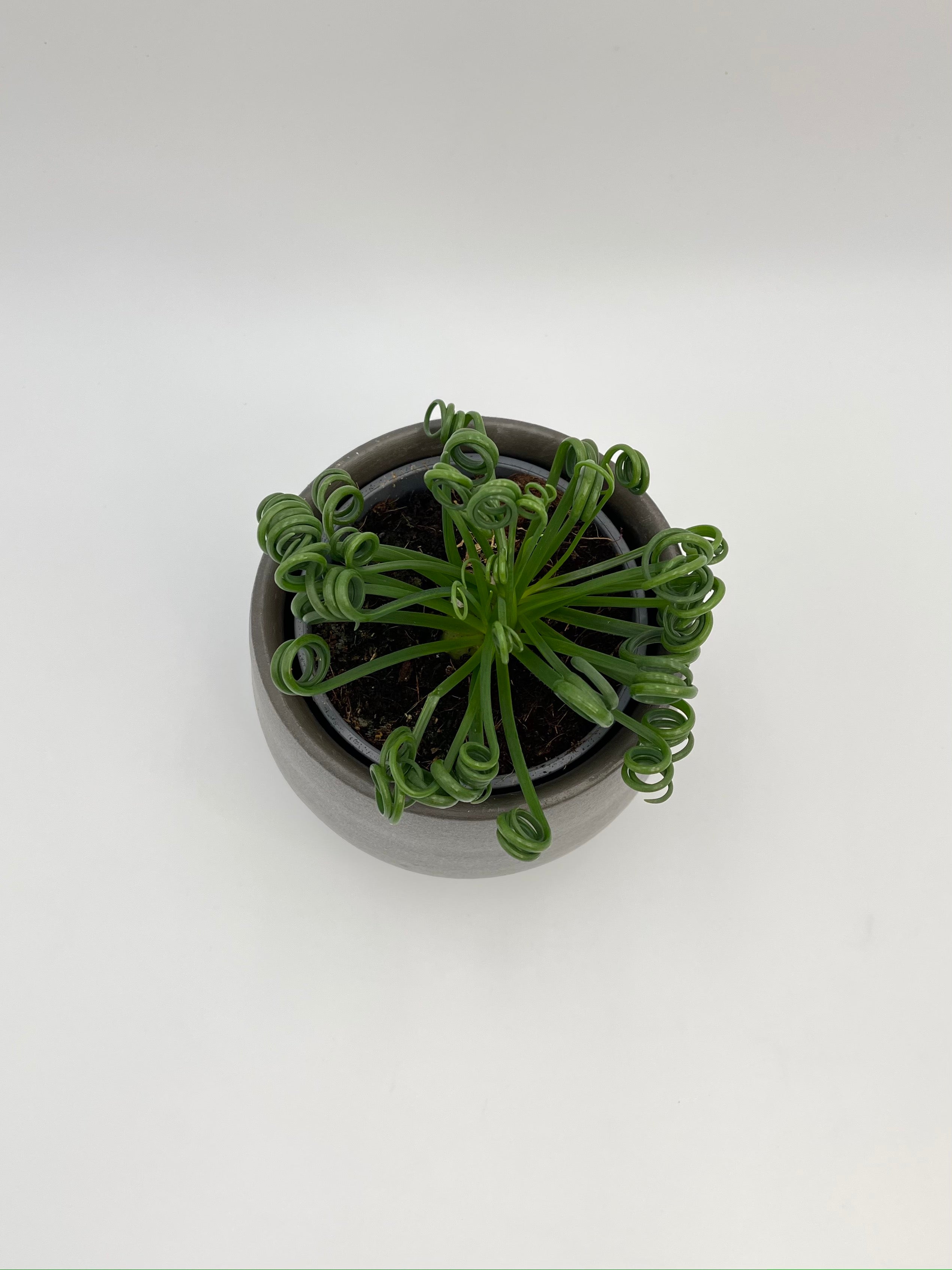 Frizzle Sizzle Plant, Albuca Spiralis