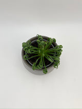 Frizzle Sizzle Plant, Albuca Spiralis