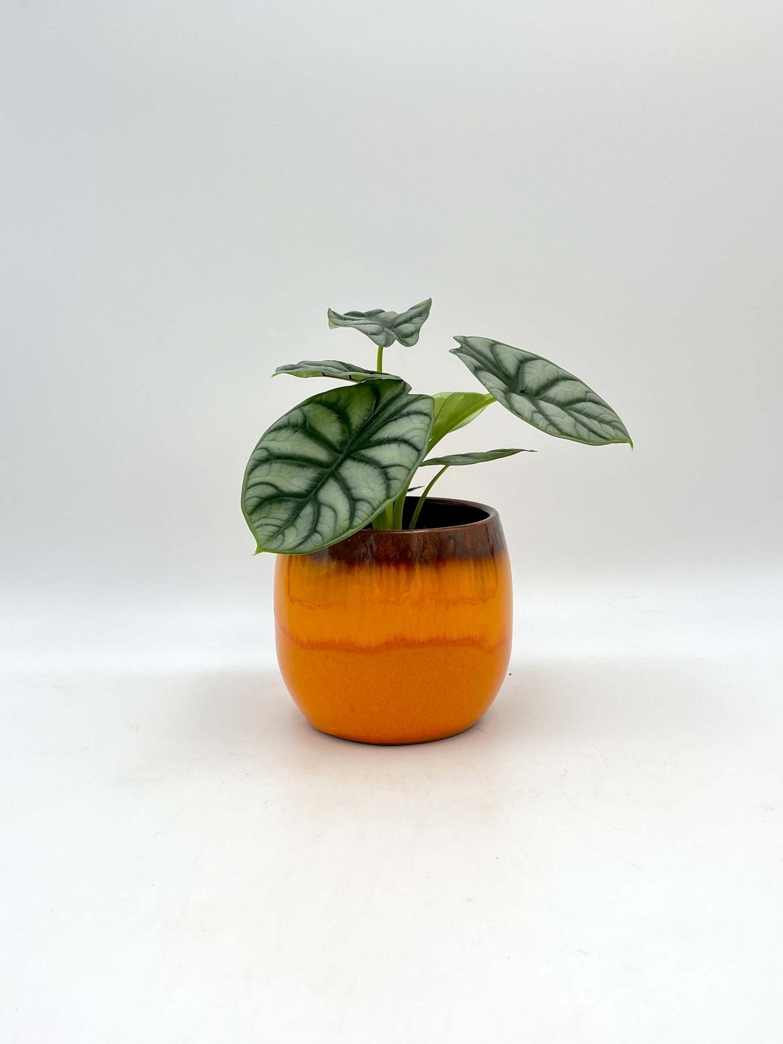 Gift Plant, Alocasia Silver Dragon in Orange Ceramic Pot