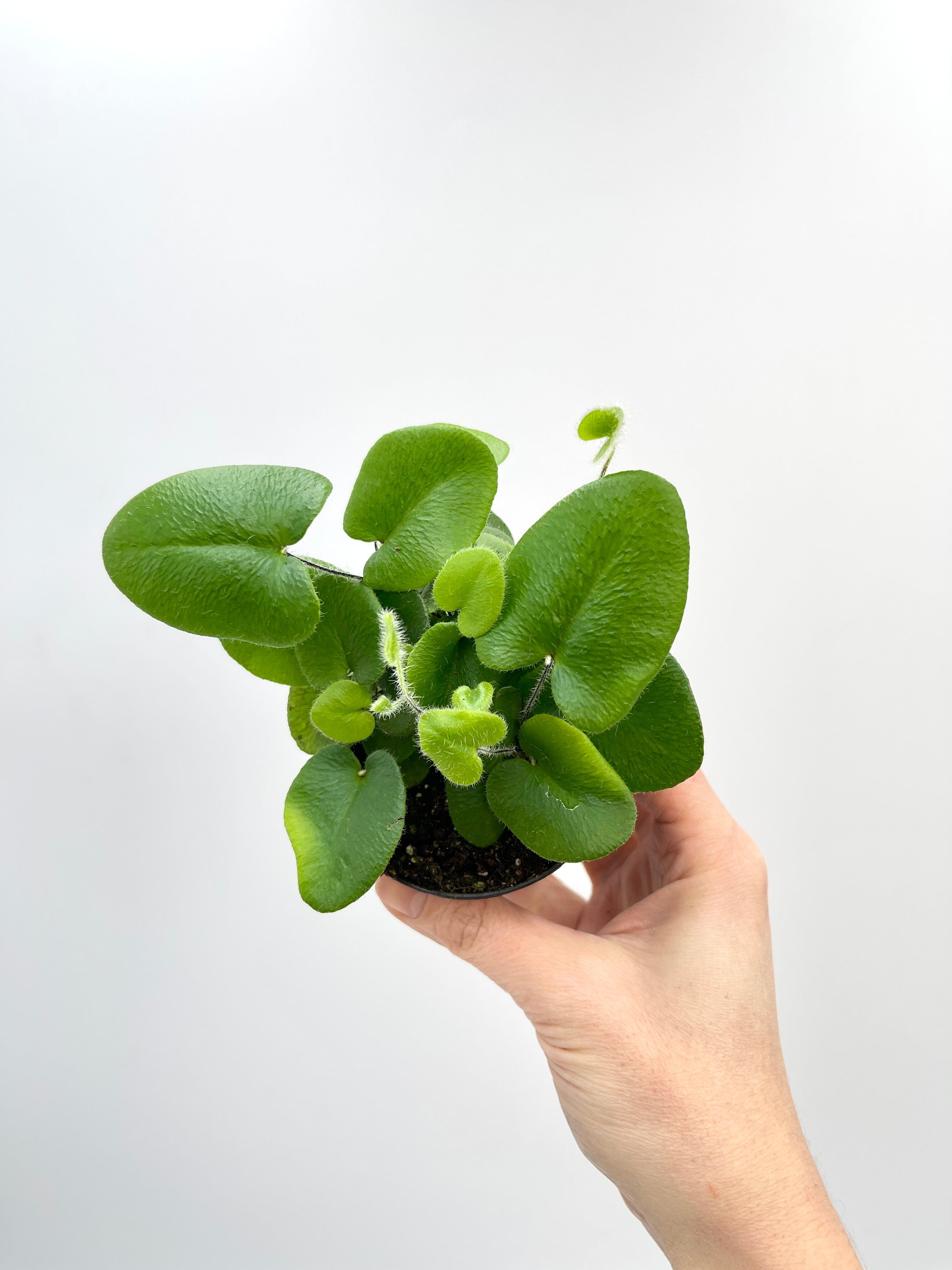 Heart Fern, Hemionitis Arifolia, Baby Plant