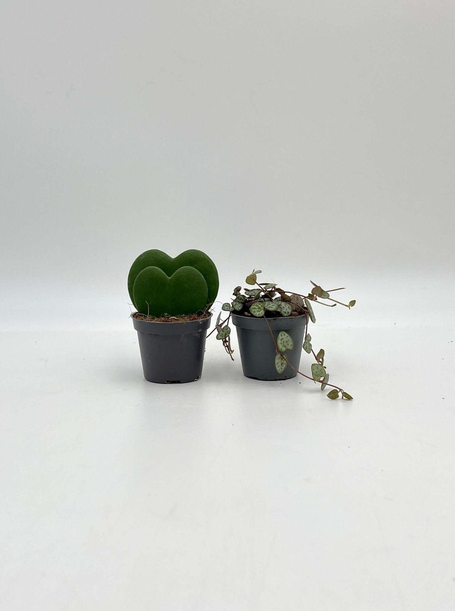 Houseplant Bundle, Double Leaf Hoya Kerrii & Ceropegia Woodii, 6cm Pot