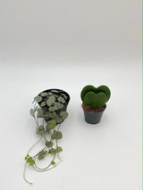 Houseplant Bundle, Double Leaf Hoya Kerrii & Ceropegia Woodii