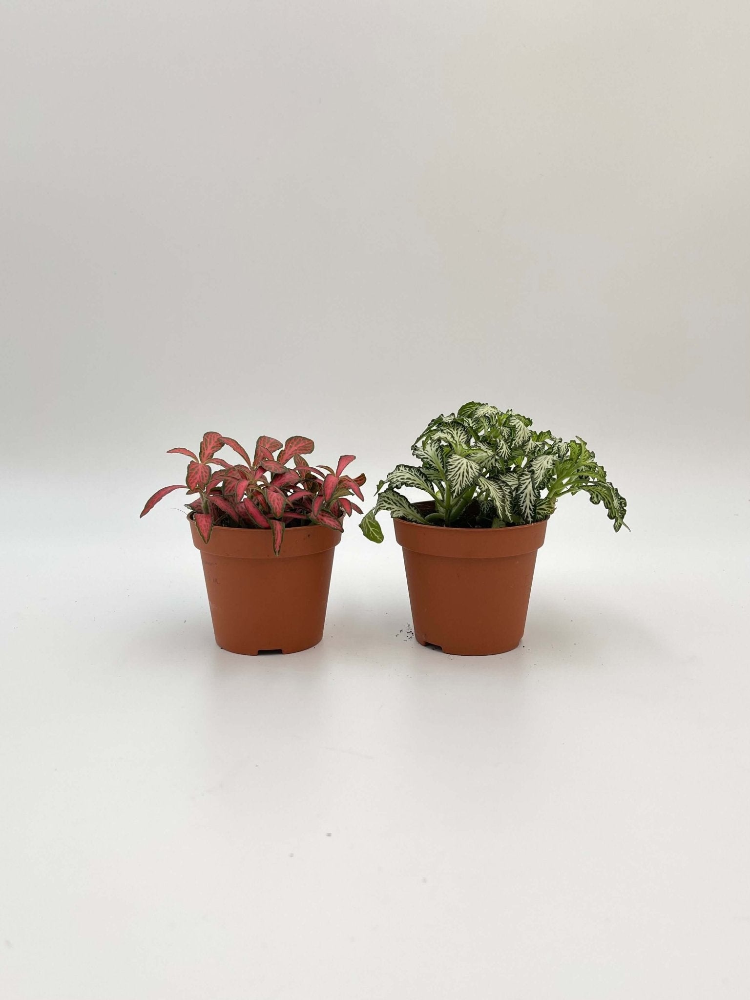 Houseplant Bundle, Green & Red Fittonia, Nerve Plant
