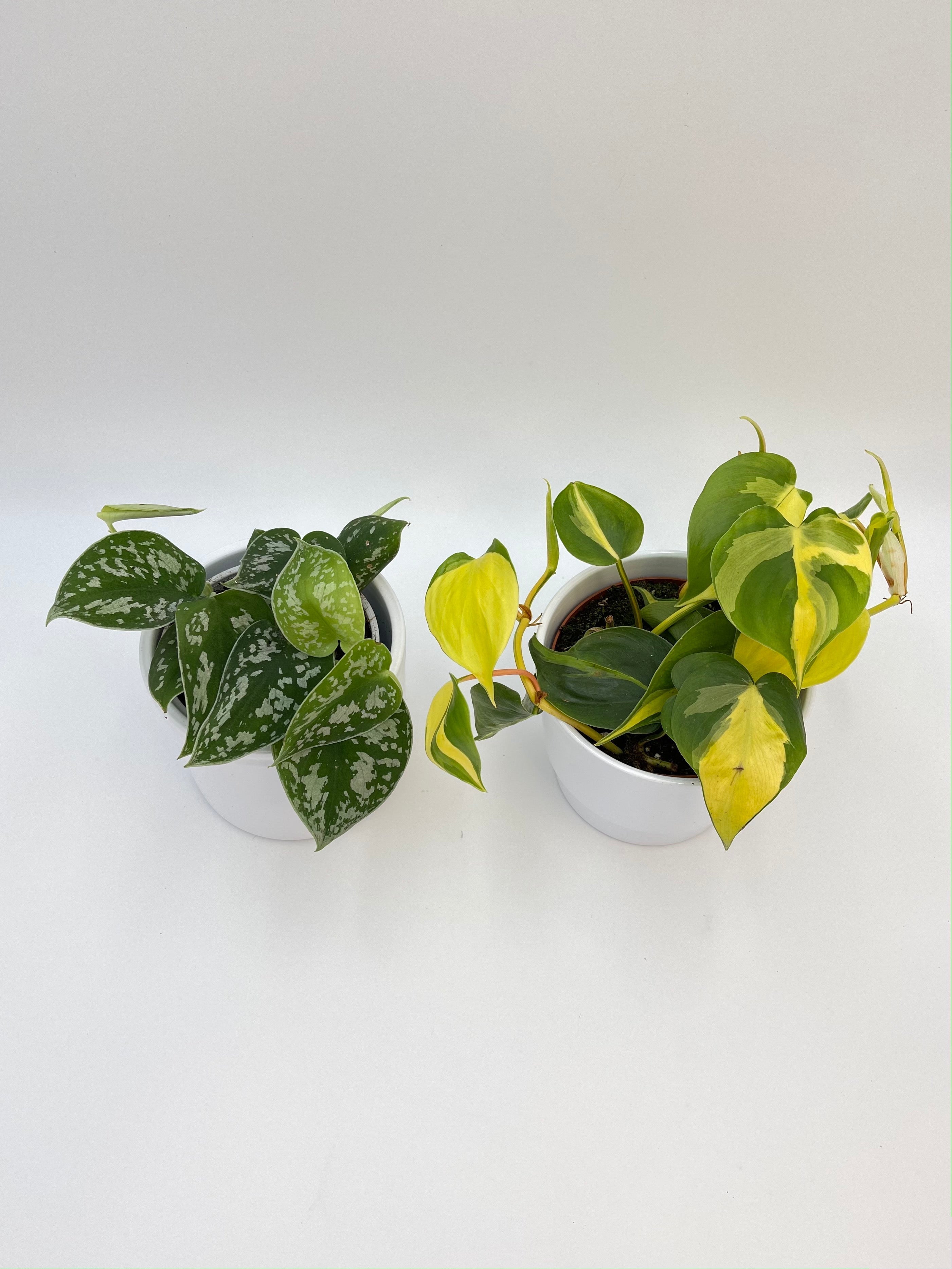 Houseplant Bundle, Philodendron Brasil & Scindapsus pictus 'Argyraeus