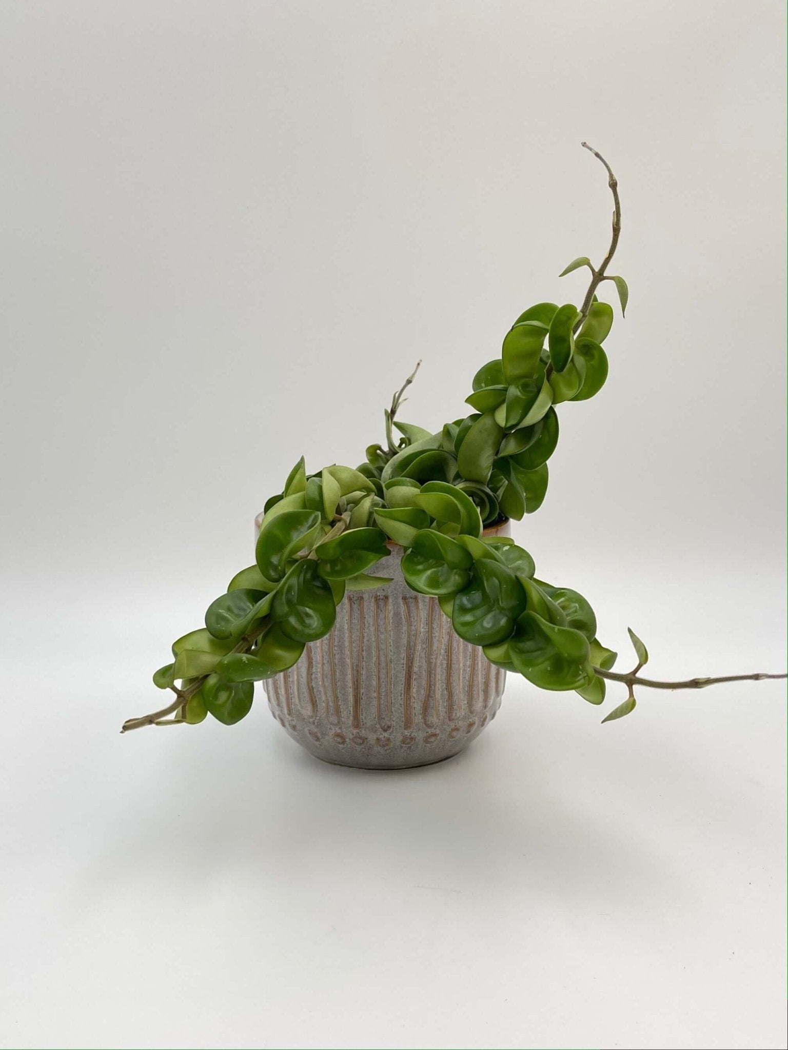 Hoya Carnosa Compacta, Hindu Rope Plant