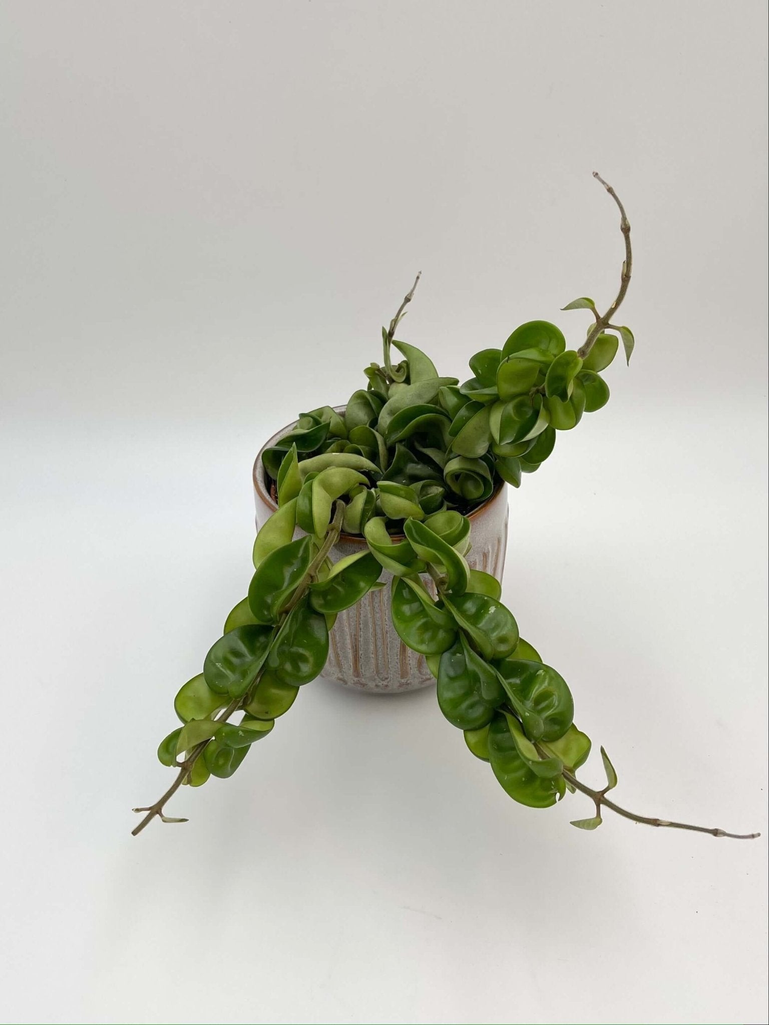 Hoya Carnosa Compacta, Hindu Rope Plant