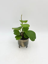 Hoya kerrii, Vined, Wax House Plant in 10.5cm Pot