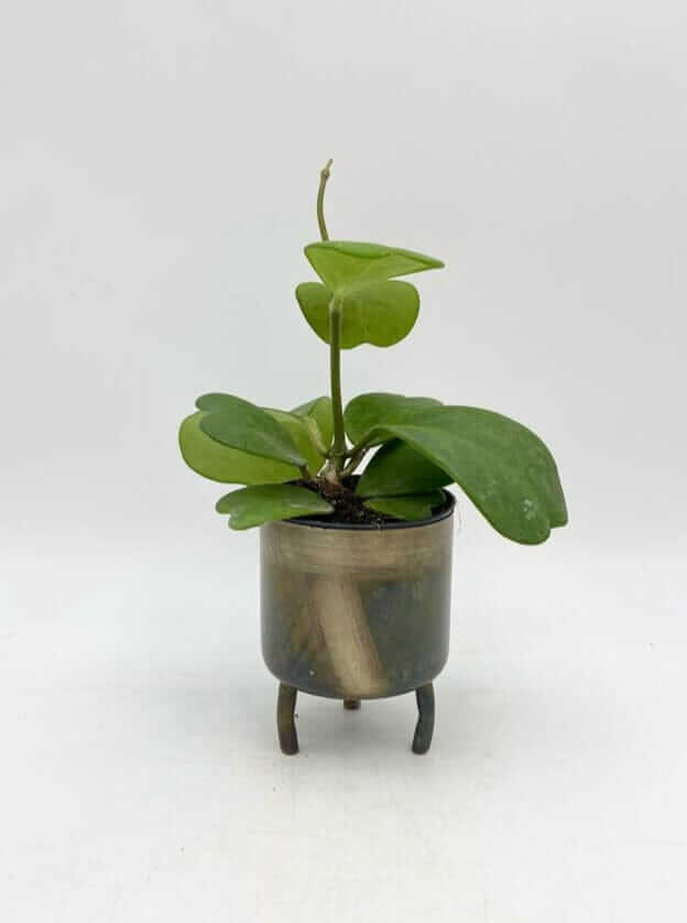 Hoya kerrii, Vined, Wax House Plant in 10.5cm Nursery Pot, Pet Safe Plant