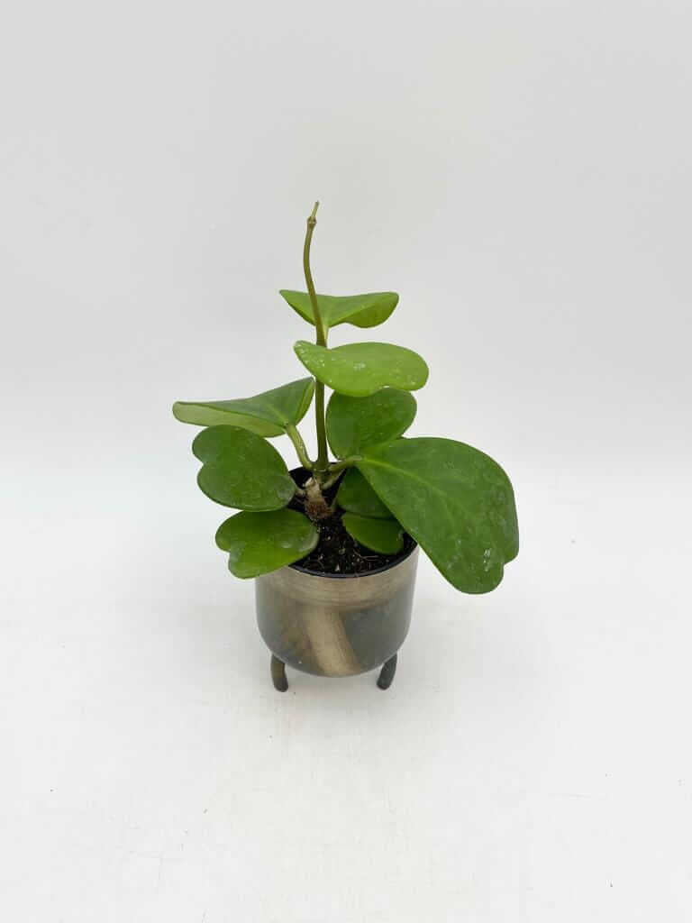 Hoya kerrii, Vined, Wax House Plant in 10.5cm Nursery Pot, Pet Safe Plant