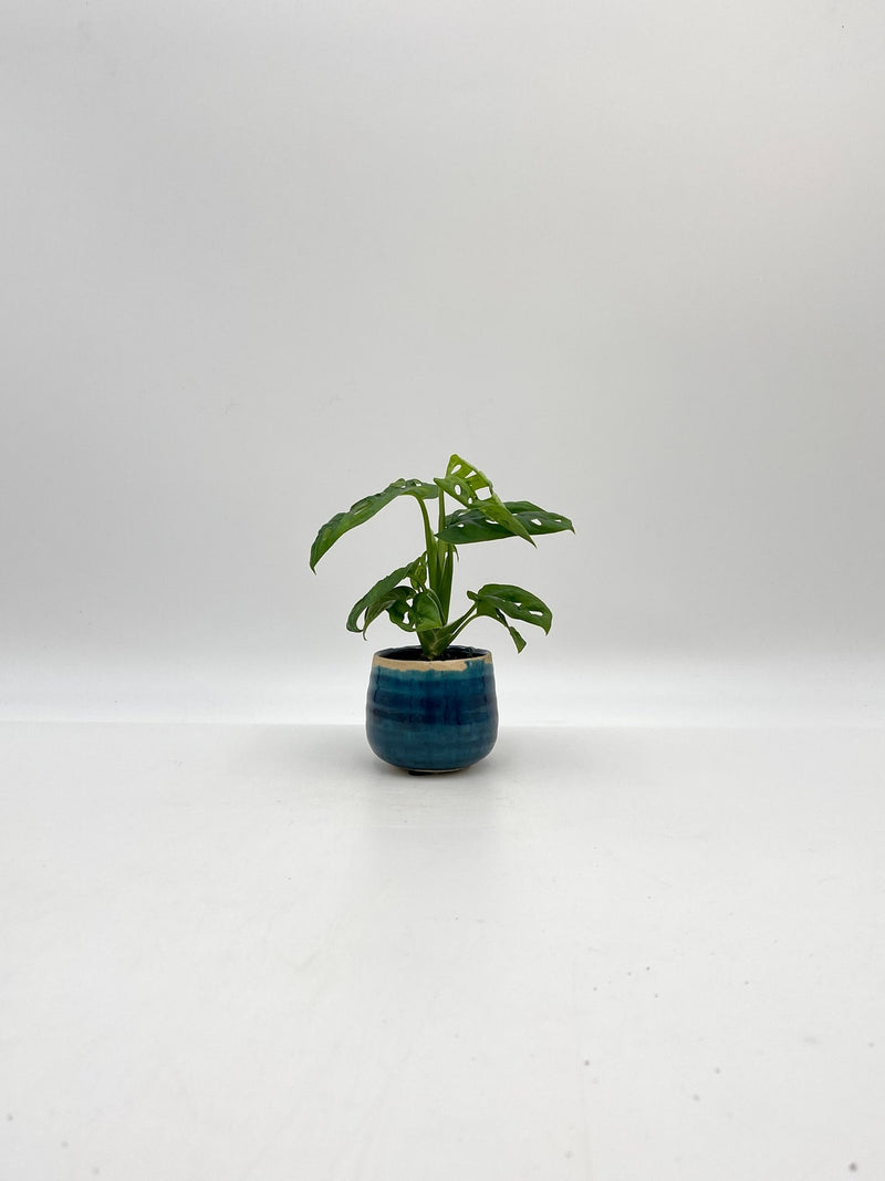 Iris Plant Pot, D8cm