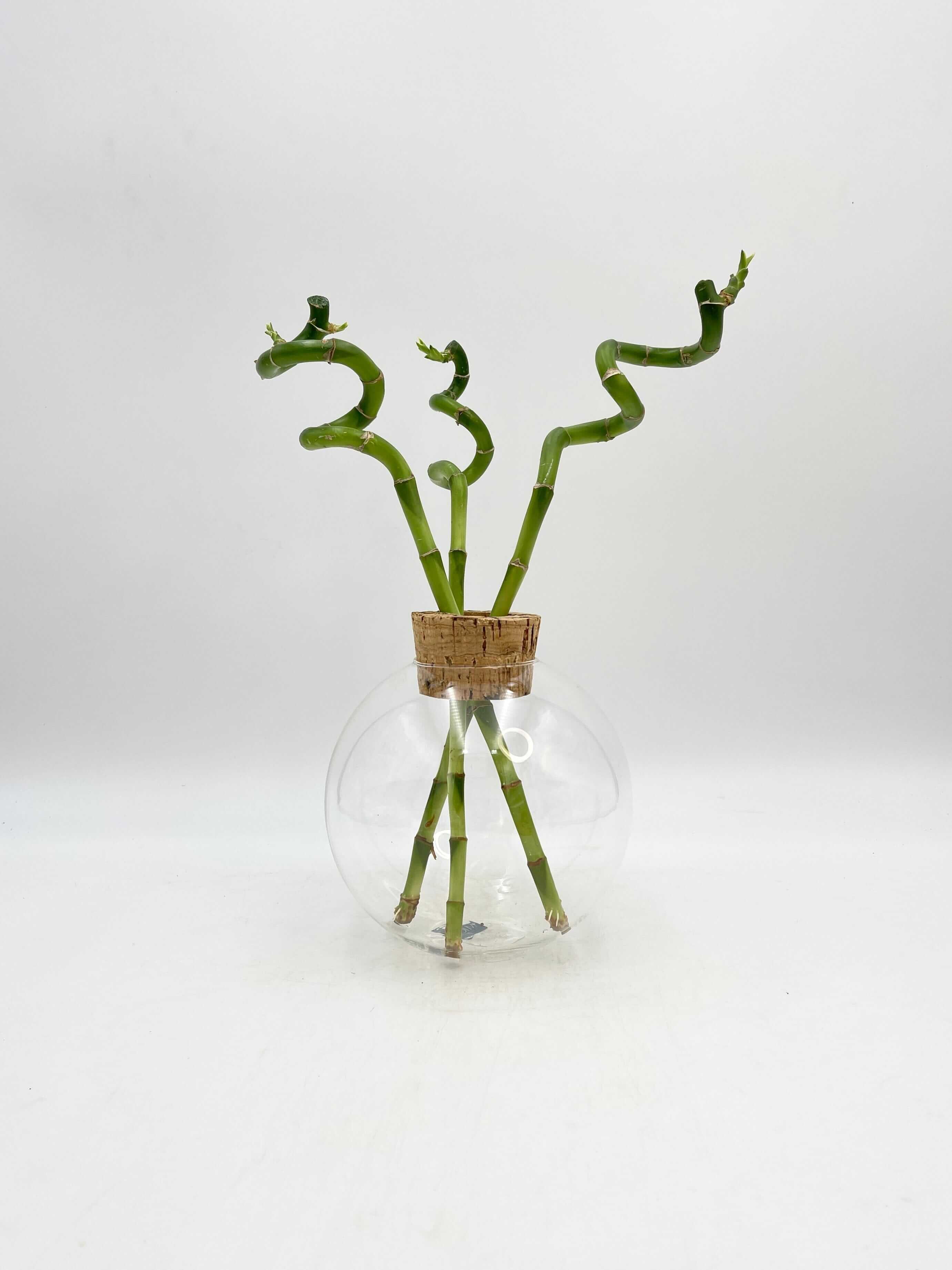Jillian Vase Glass Terrarium with Cork Ø18 H19