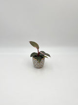 Judi Ceramic Plant Pot, D6cm