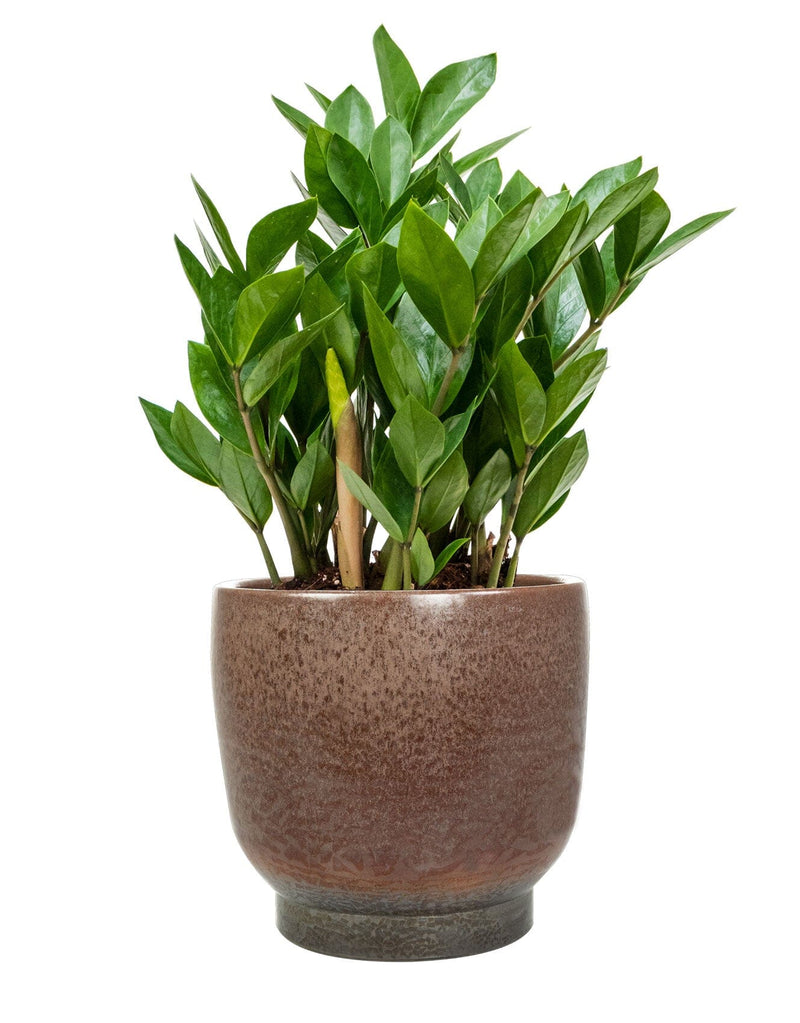 Linn Ceramic Plant Pots, Blush, D21cm