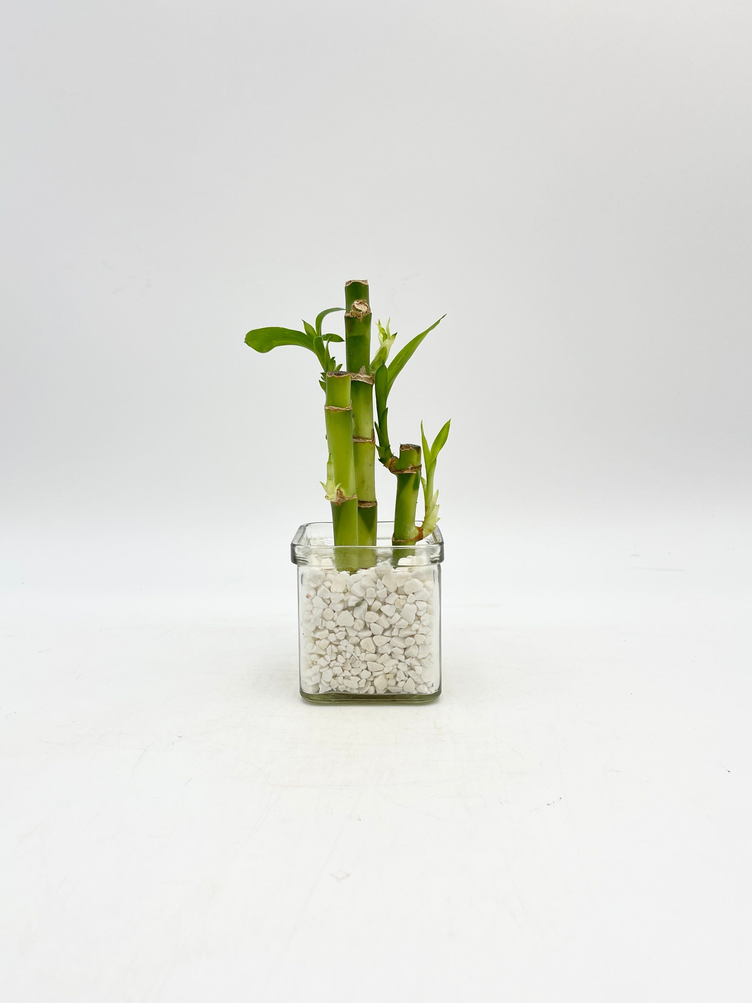 Lucky Bamboo Plant, Dracaena Sanderiana in 8cm Glass Vase