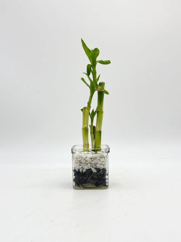 Lucky Bamboo Plant, Dracaena Sanderiana in 8cm Glass Vase