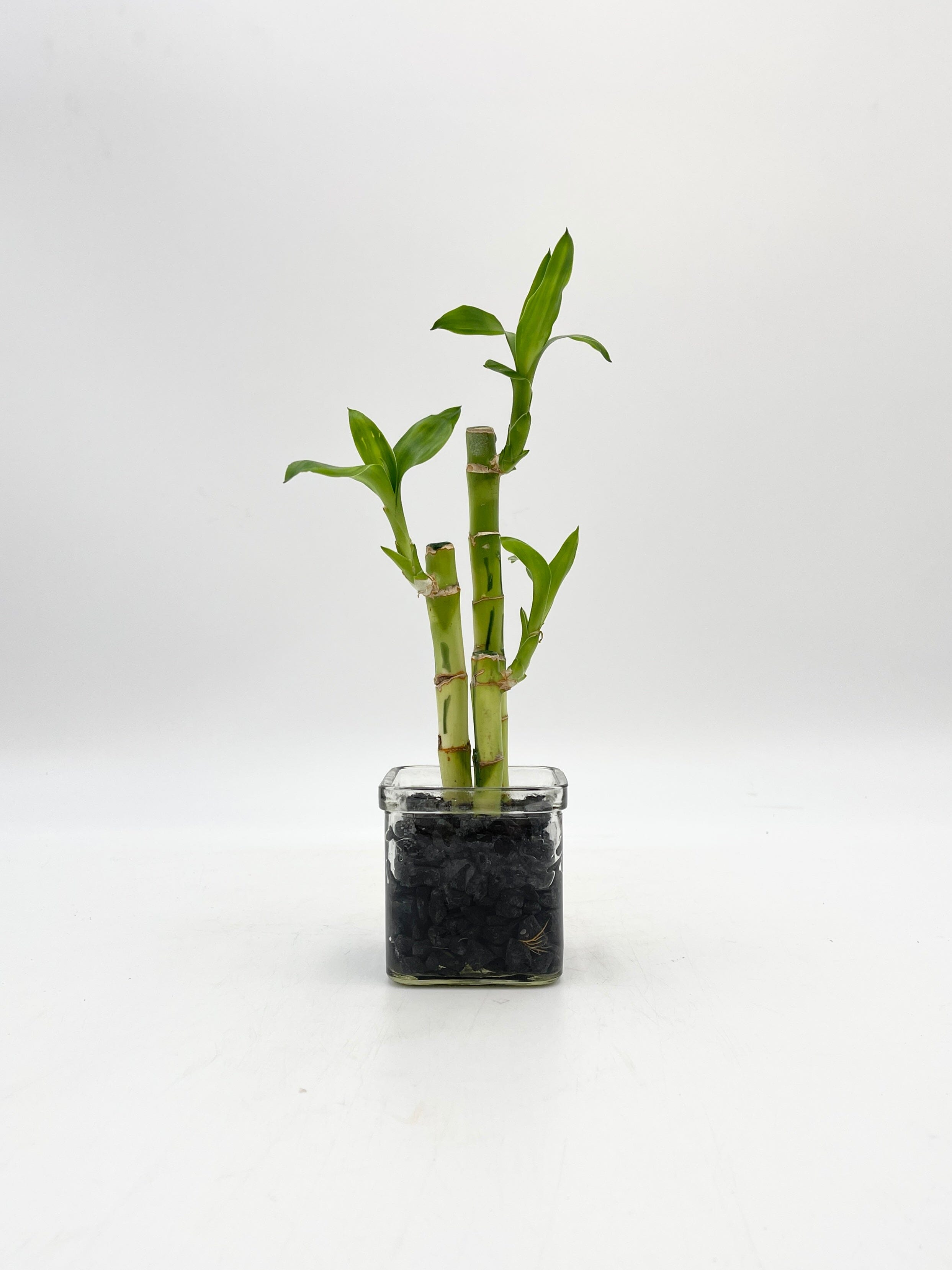 Lucky Bamboo Plant, Dracaena Sanderiana in 8cm Glass Vase