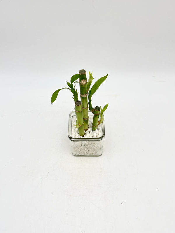 Lucky Bamboo Plant, Dracaena Sanderiana in 8cm Glass Vase