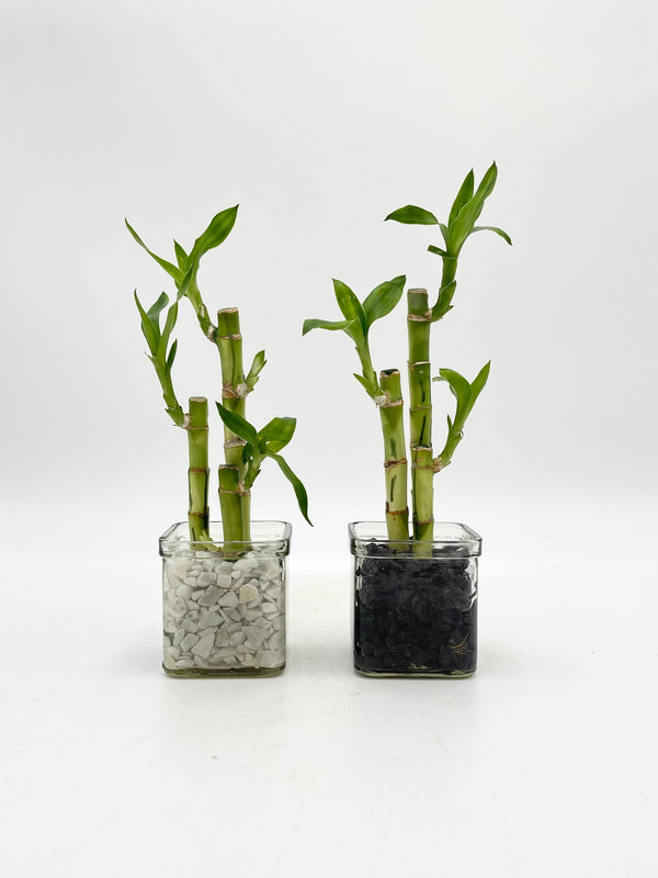 Lucky Bamboo Plant, Dracaena Sanderiana in 8cm Glass Vase, Set of 2