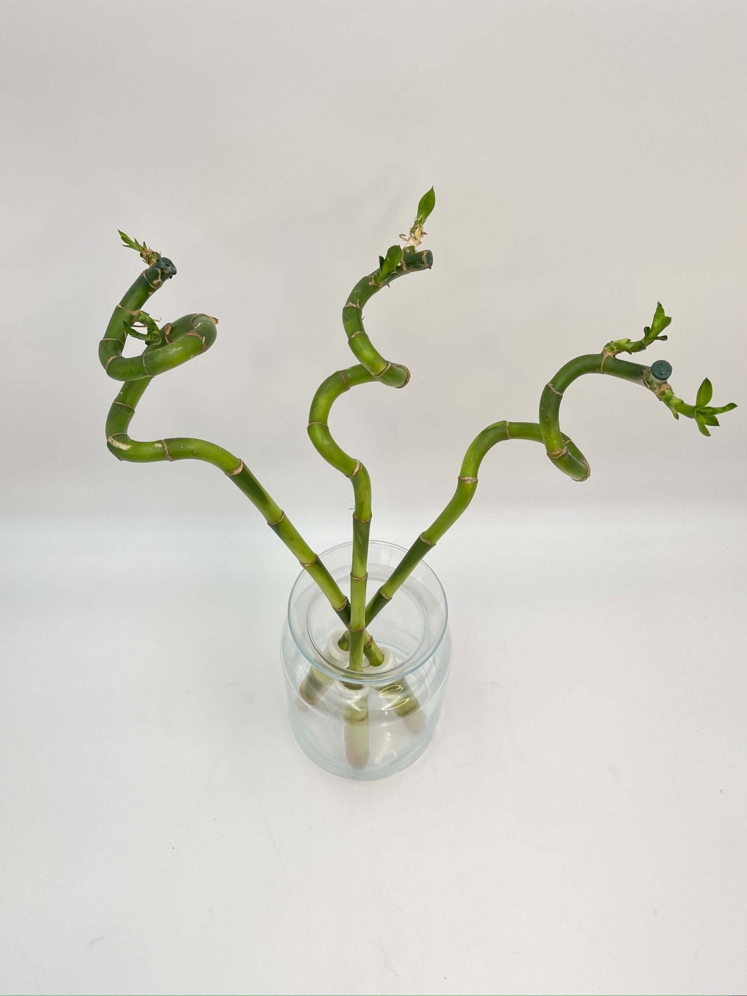 Lucky Bamboo Stem, Curly Dracaena Sanderiana 40 cm - 50 cm