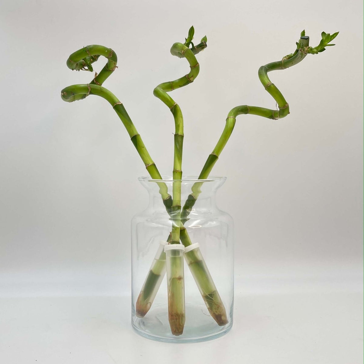 lucky bamboo uk Lucky Bamboo Stem, Curly Dracaena Sanderiana 30cm-40 cm