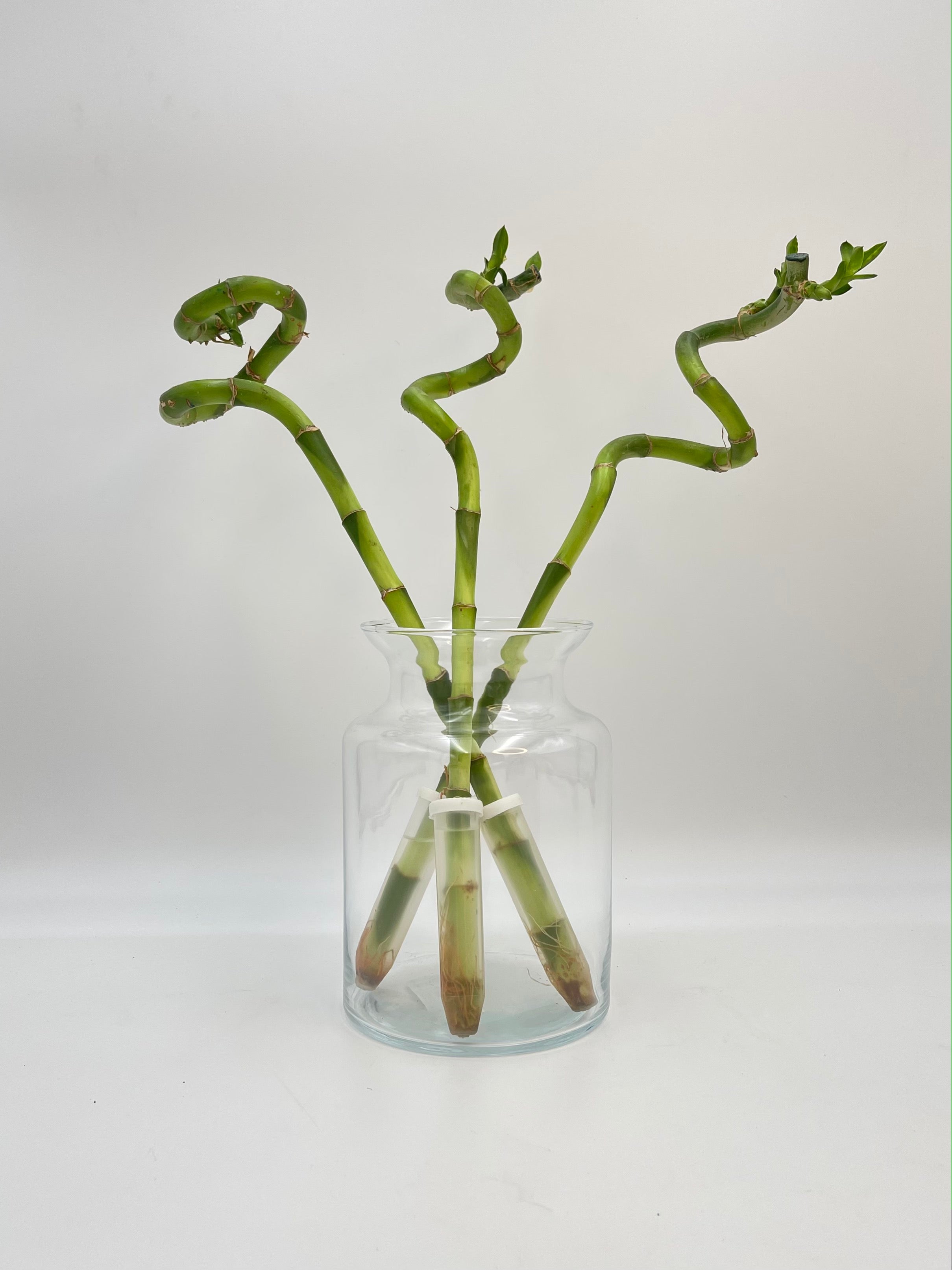 Lucky Bamboo Stems, Dracaena Sanderiana, 45-50cm