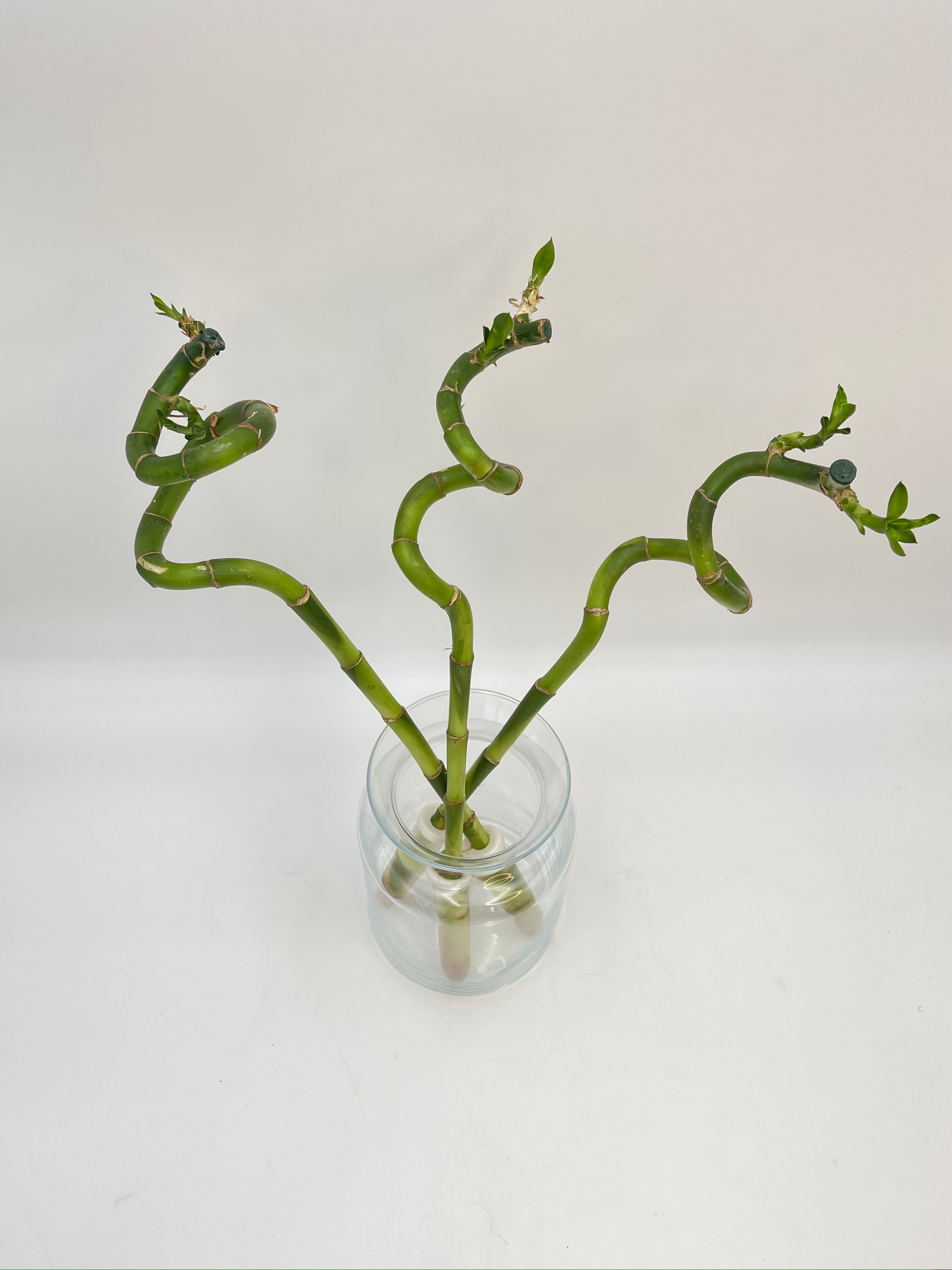 Lucky Bamboo Stems, Dracaena Sanderiana, 45-50cm