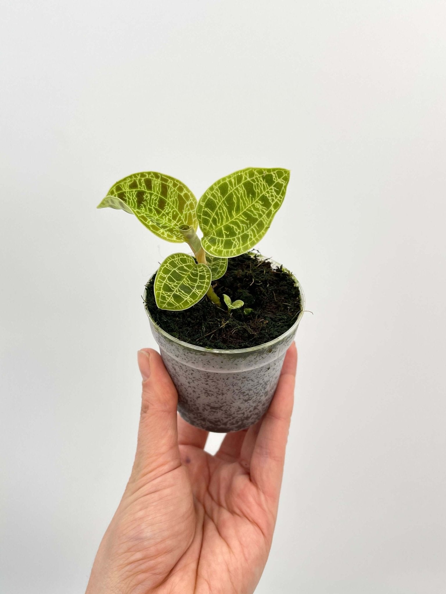 Macodes Petola, Jewel Orchid