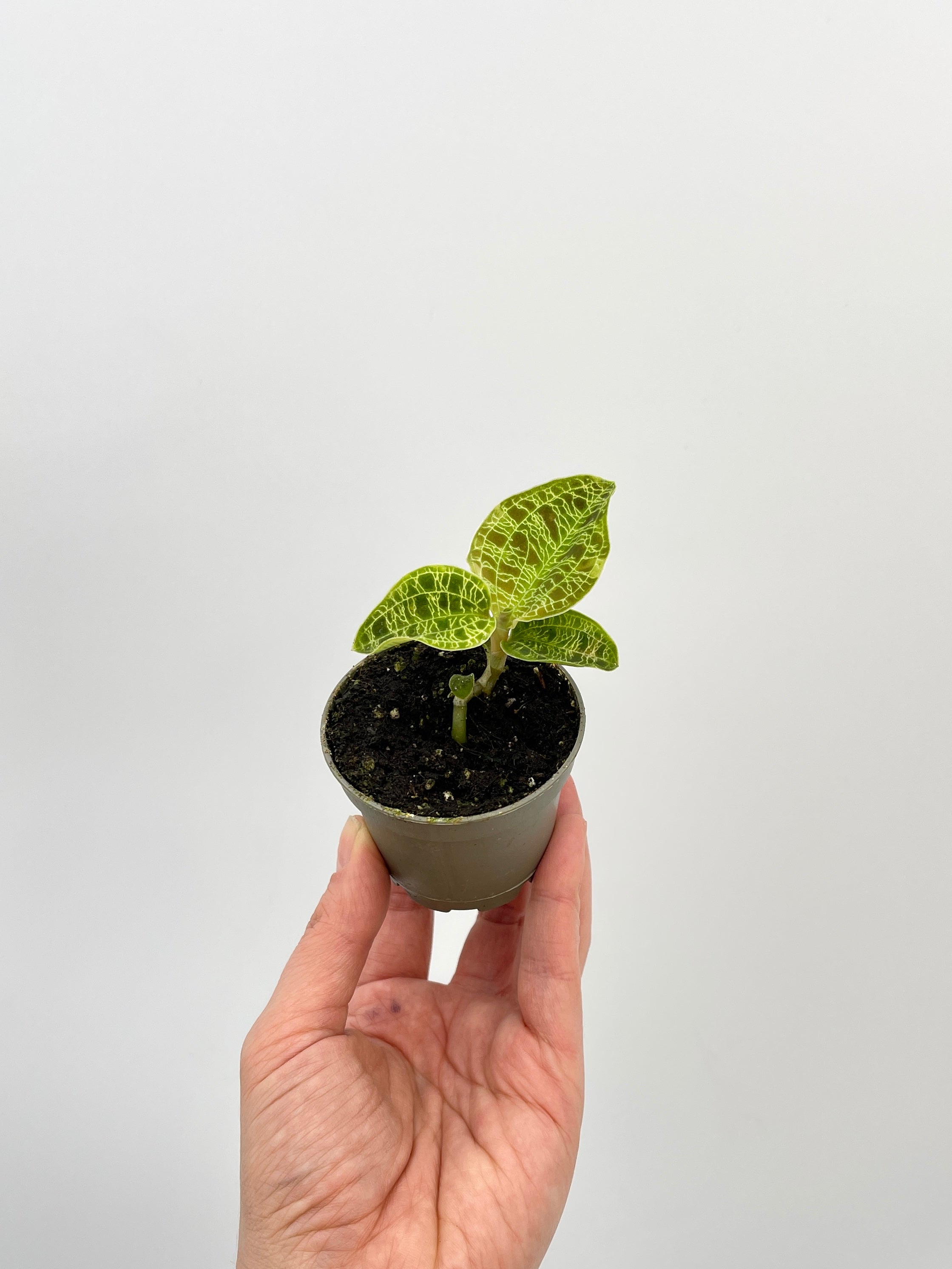 Macodes Petola, Jewel Orchid