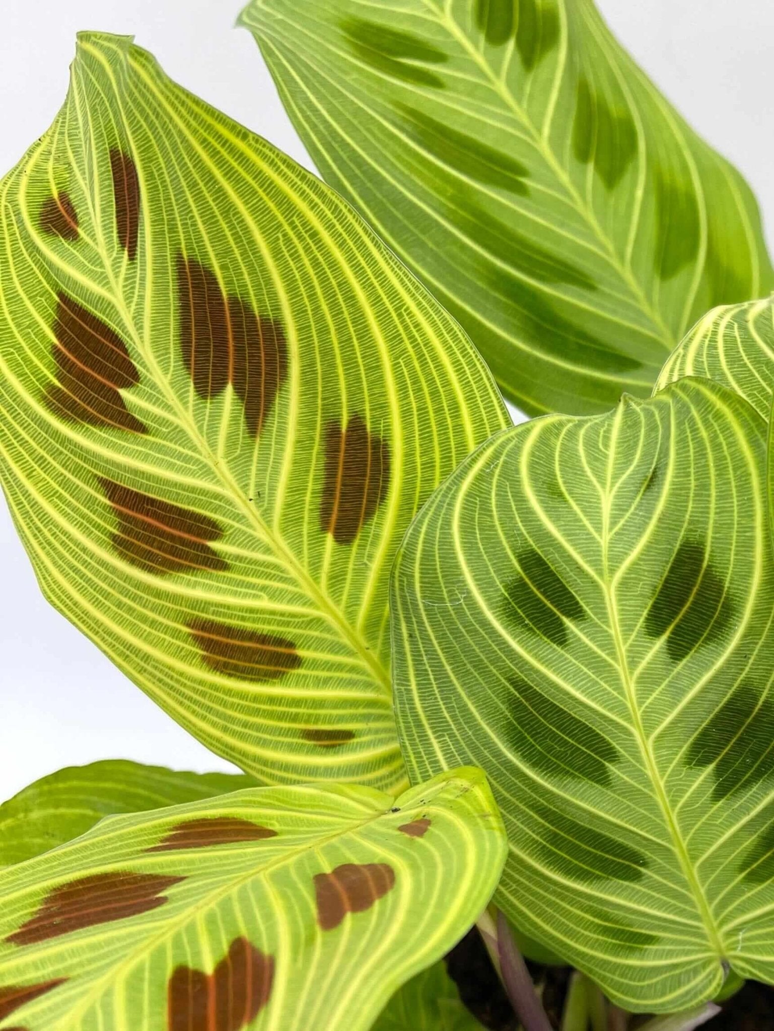 Maranta Fantasy Light Veins Prayer Plant