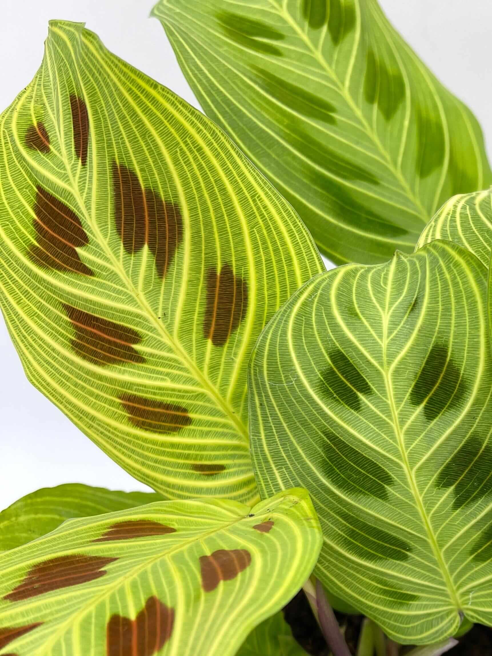 Maranta Fantasy Light Veins Prayer Plant