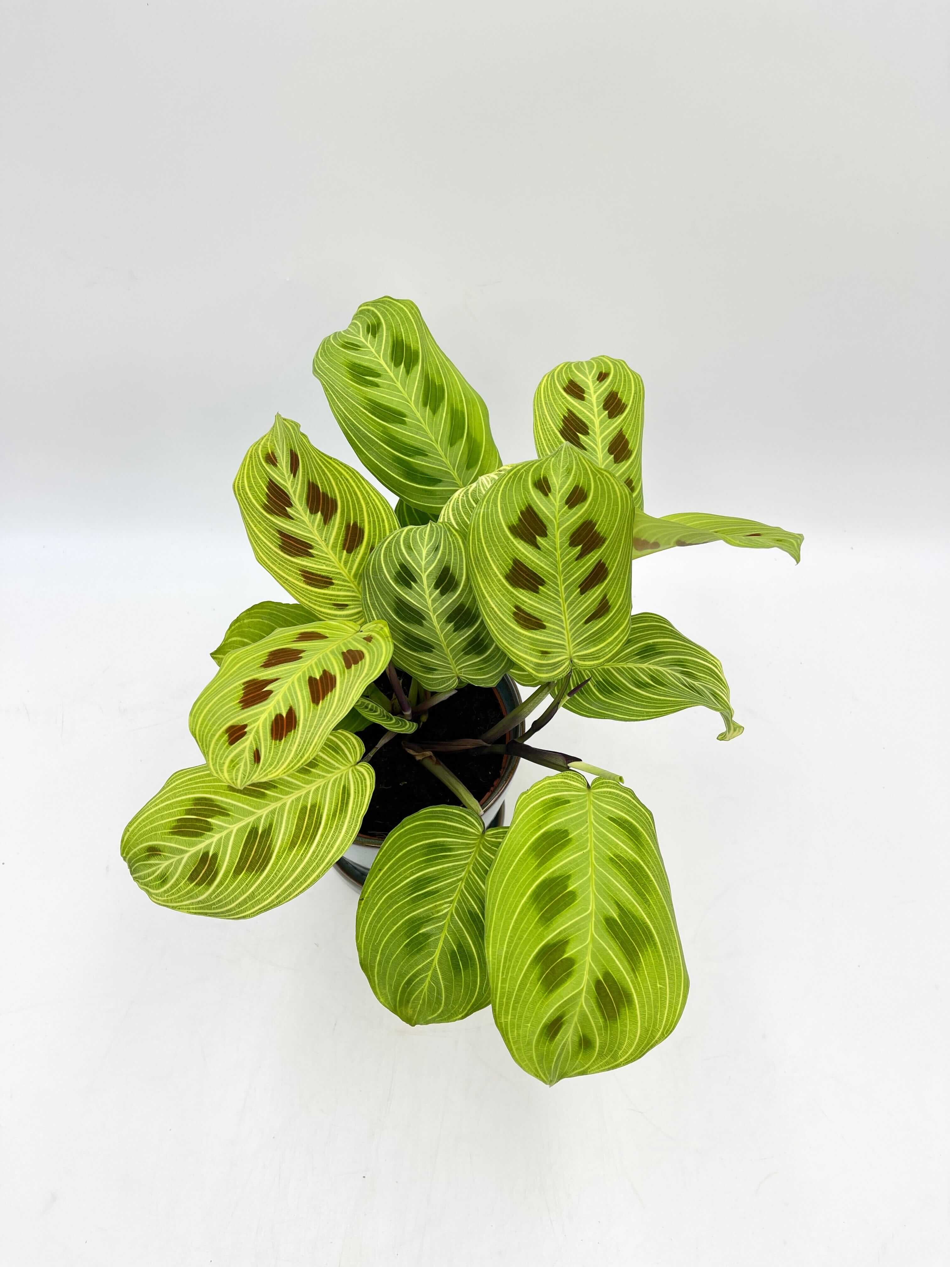 Maranta Fantasy Light Veins Prayer Plant