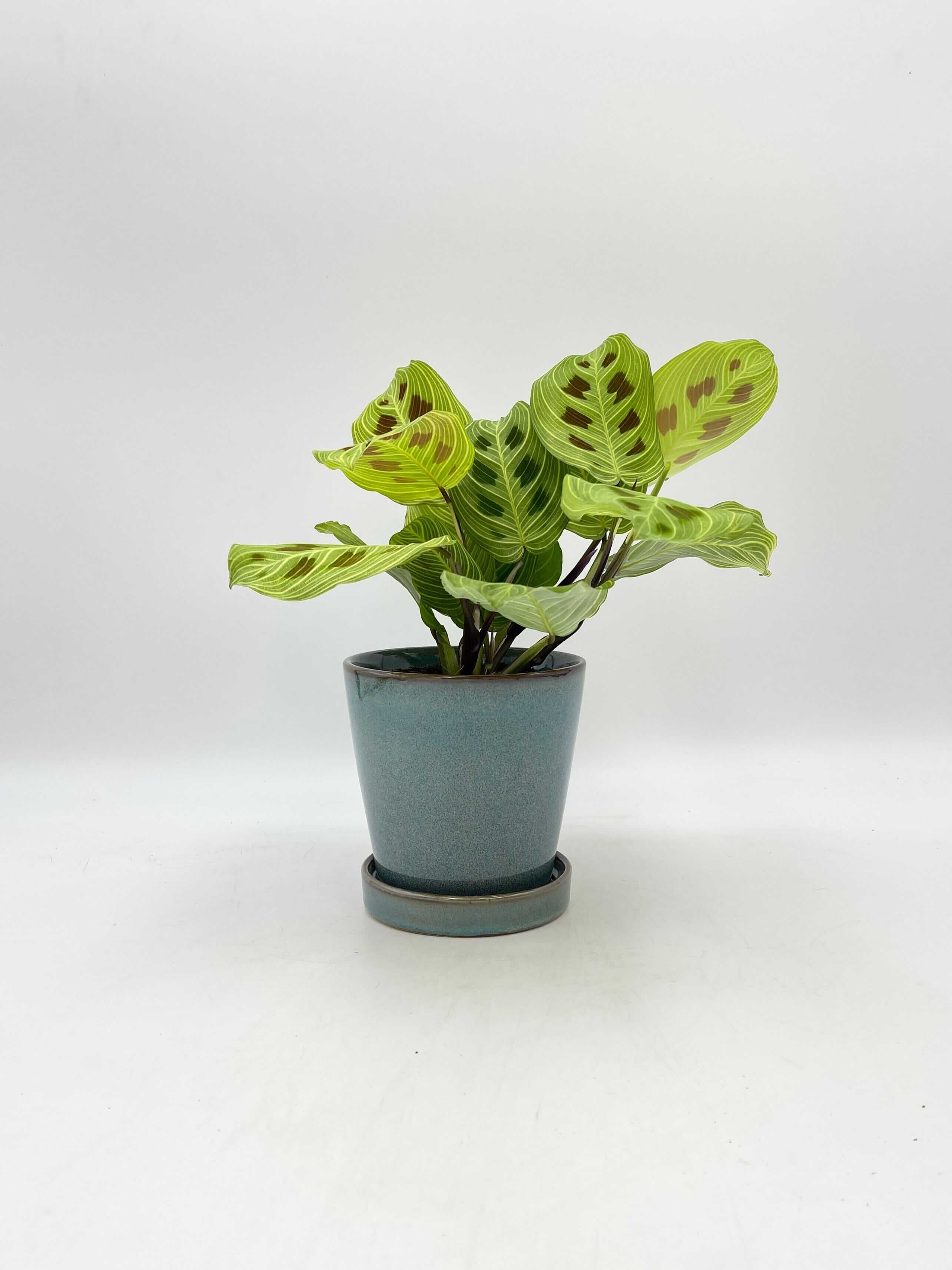 Maranta Fantasy Light Veins Prayer Plant