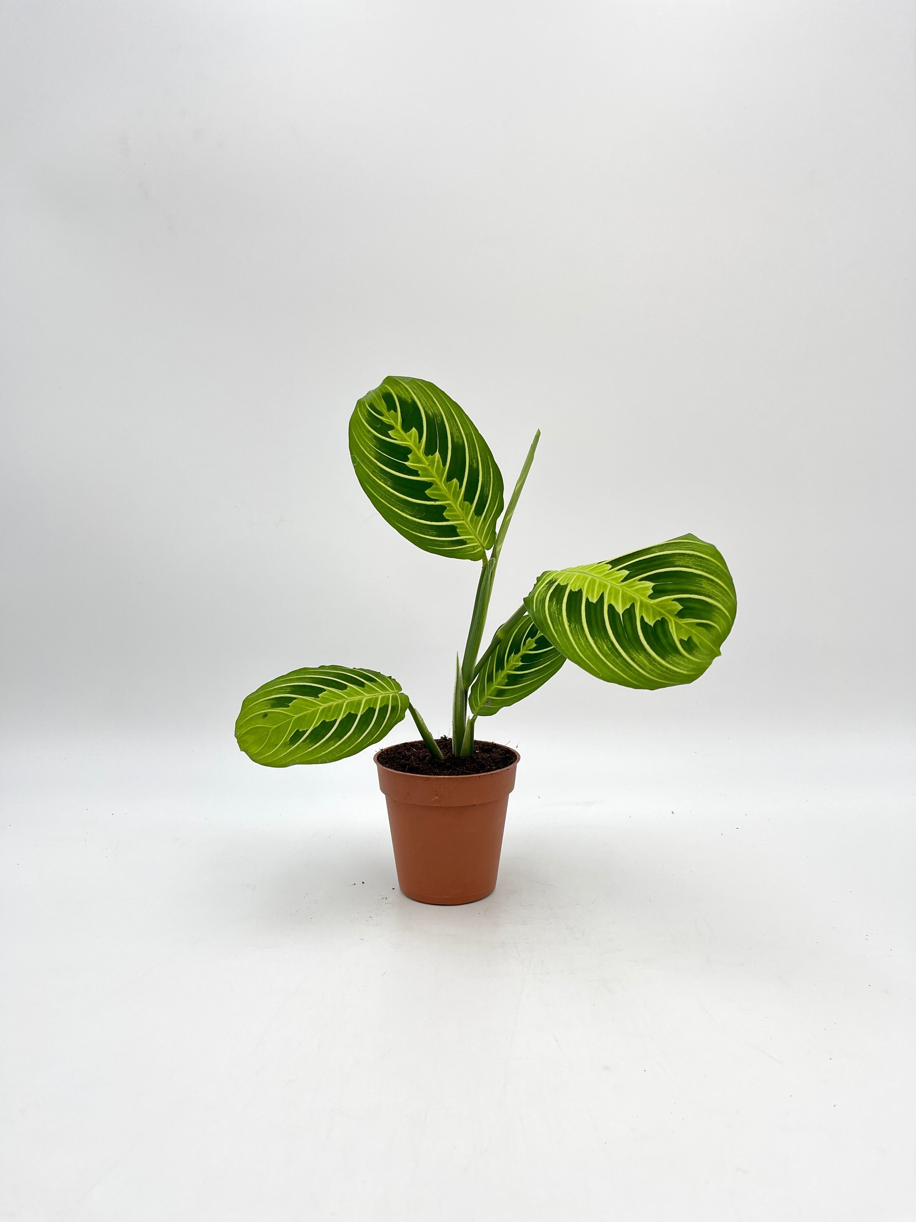 Maranta fascinator Lemon Lime