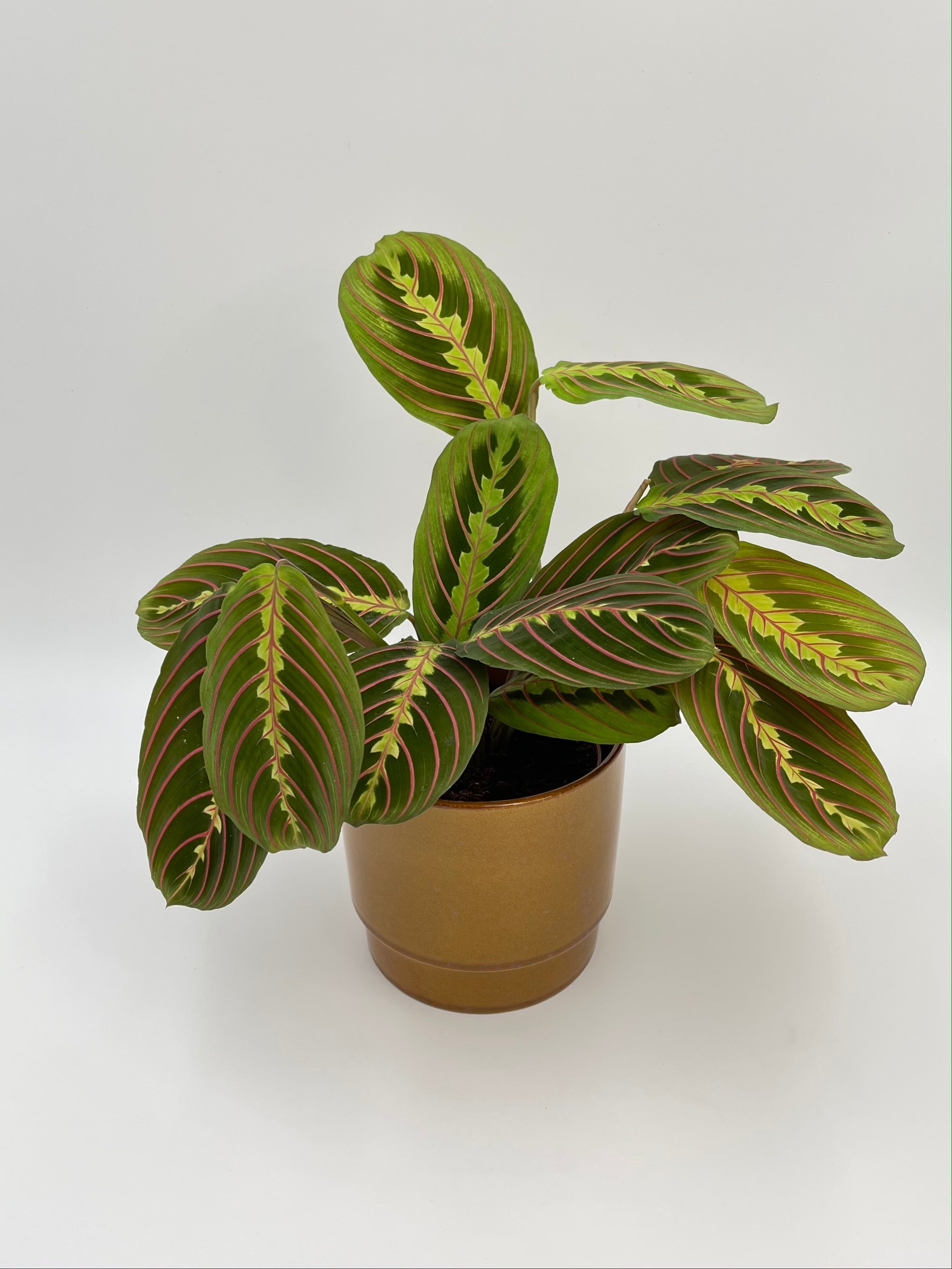 Maranta Fascinator, Prayer Plant