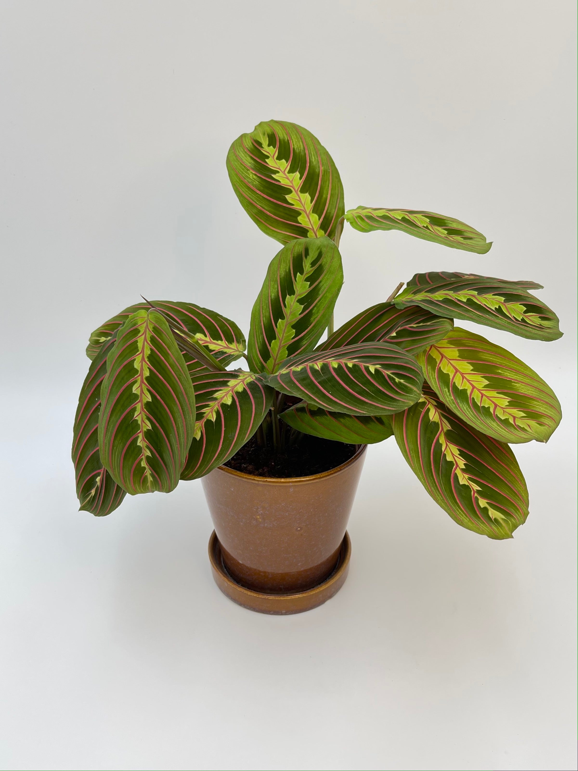 Maranta Fascinator, Prayer Plant