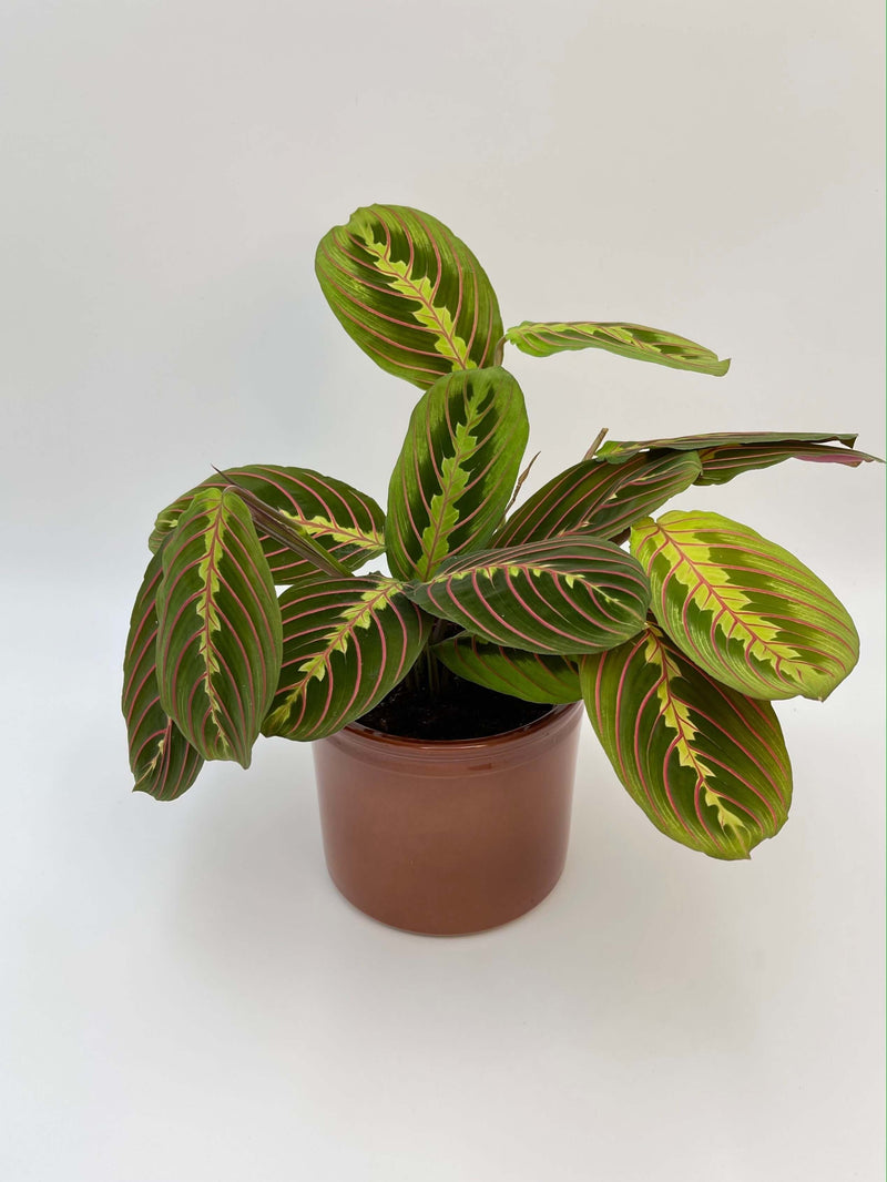 Maranta Fascinator, Prayer Plant