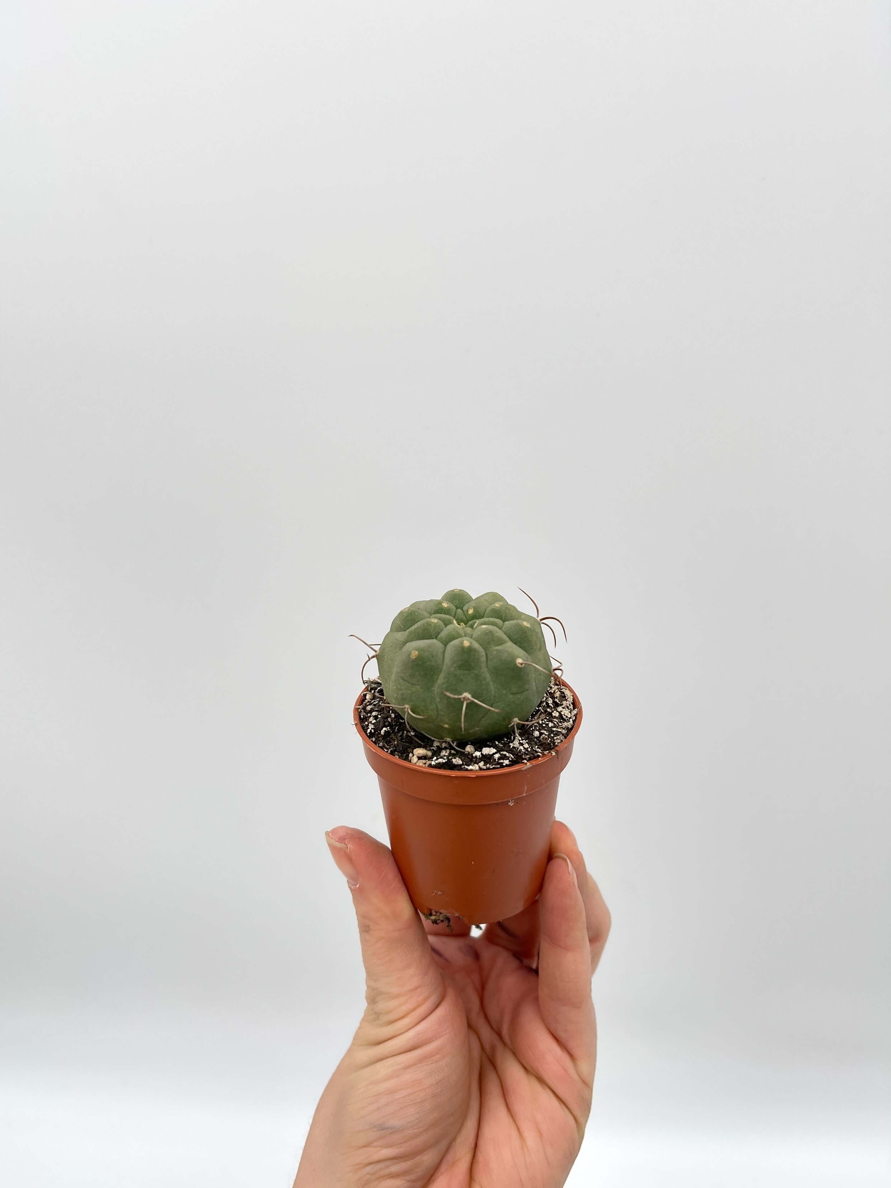 Matucana Madisoriun Cactus