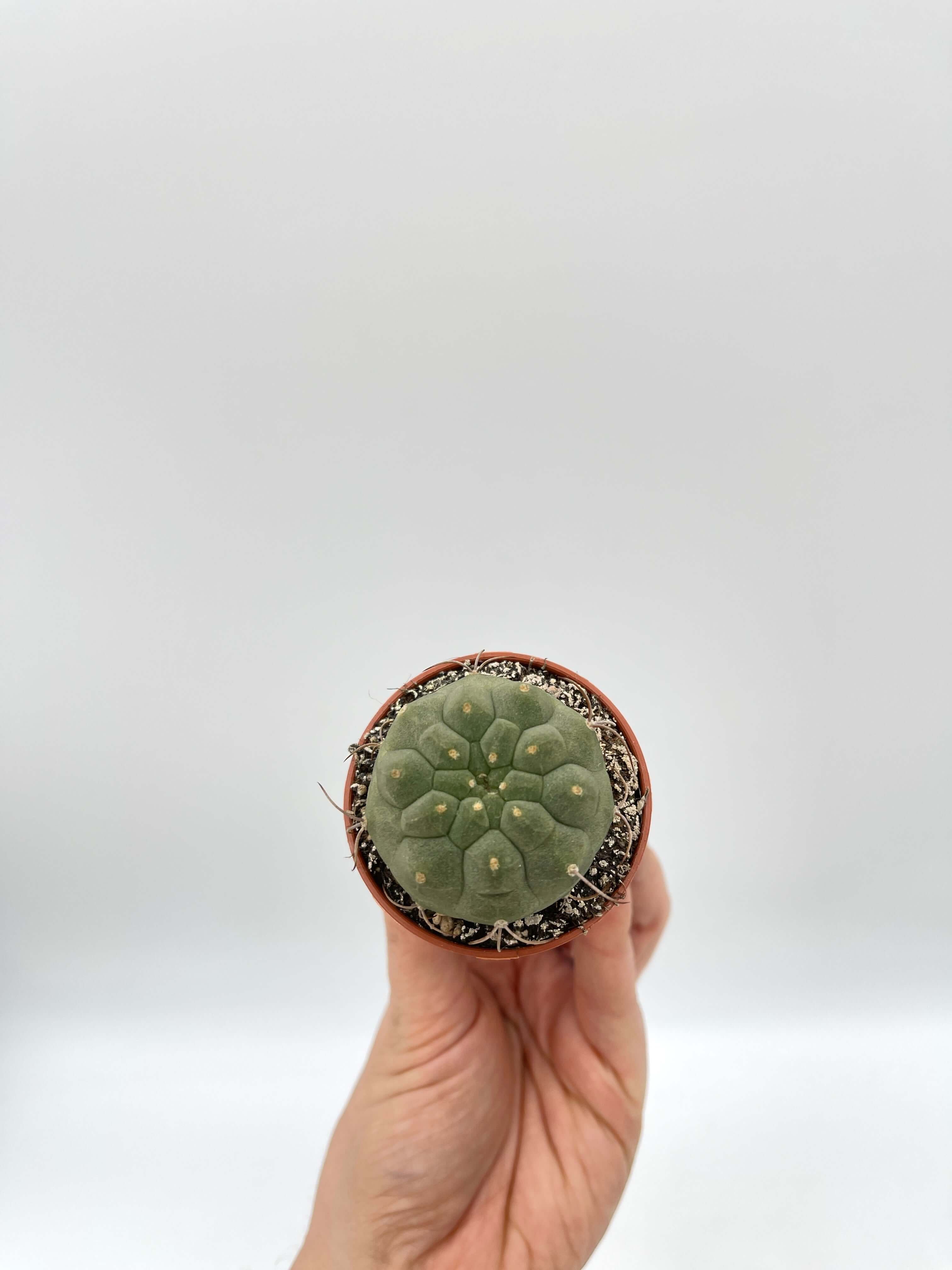 Matucana Madisoriun Cactus