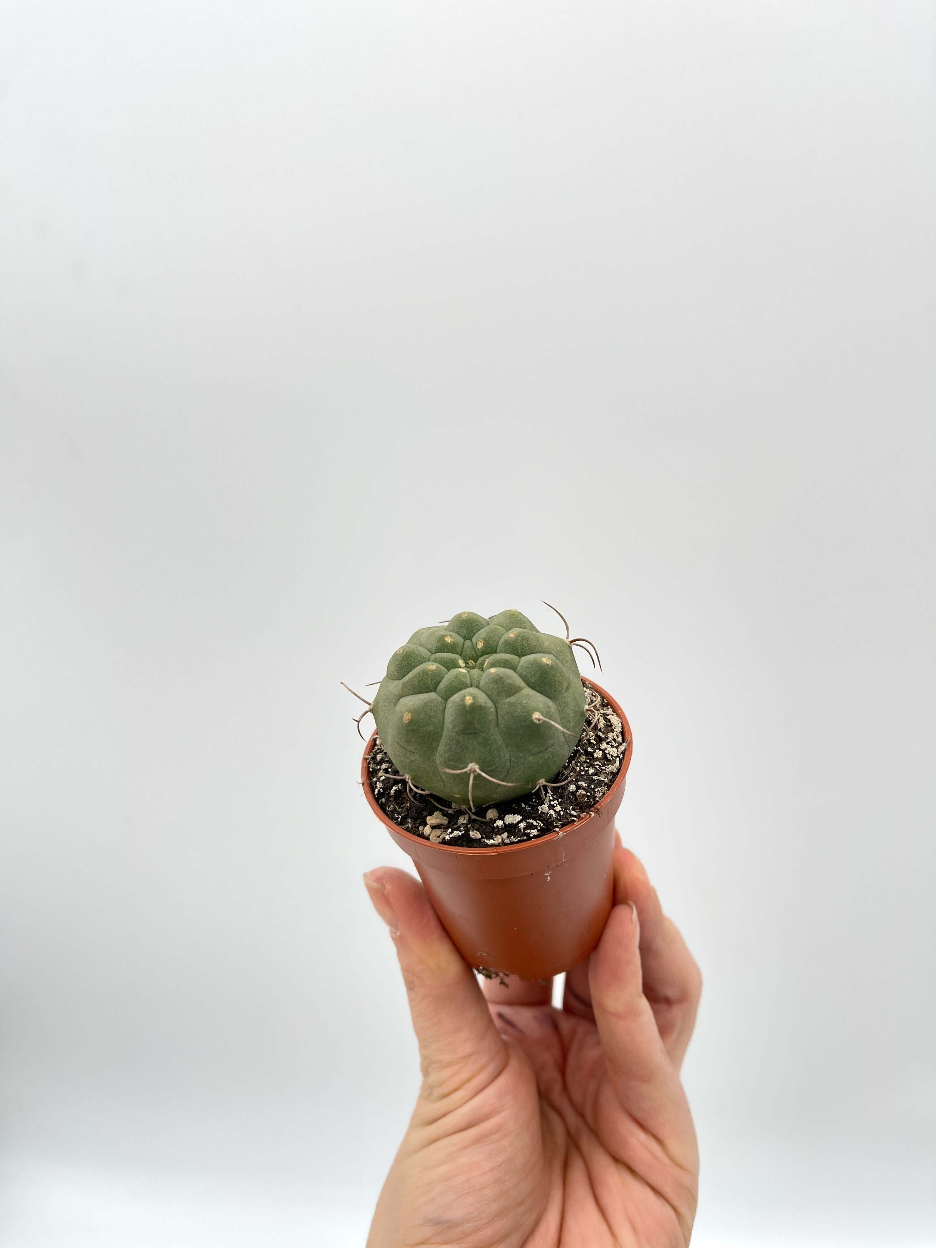 Matucana Madisoriun Cactus
