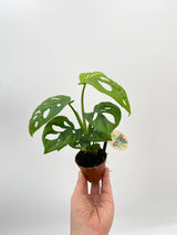 Monstera Adansonii, Monkey Mask Plant, Baby Plant