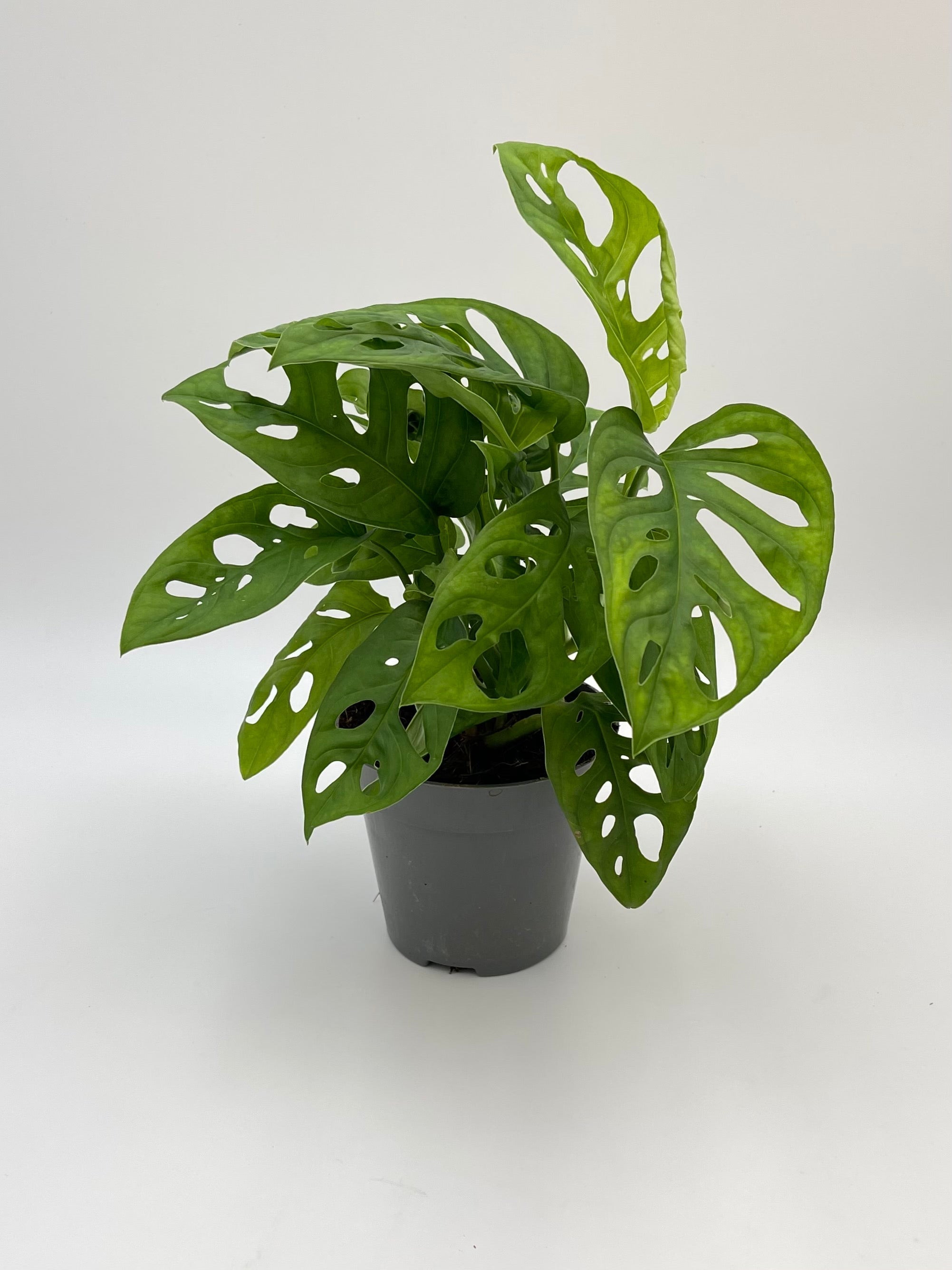 Monstera Adansonii, Monkey Mask Plant