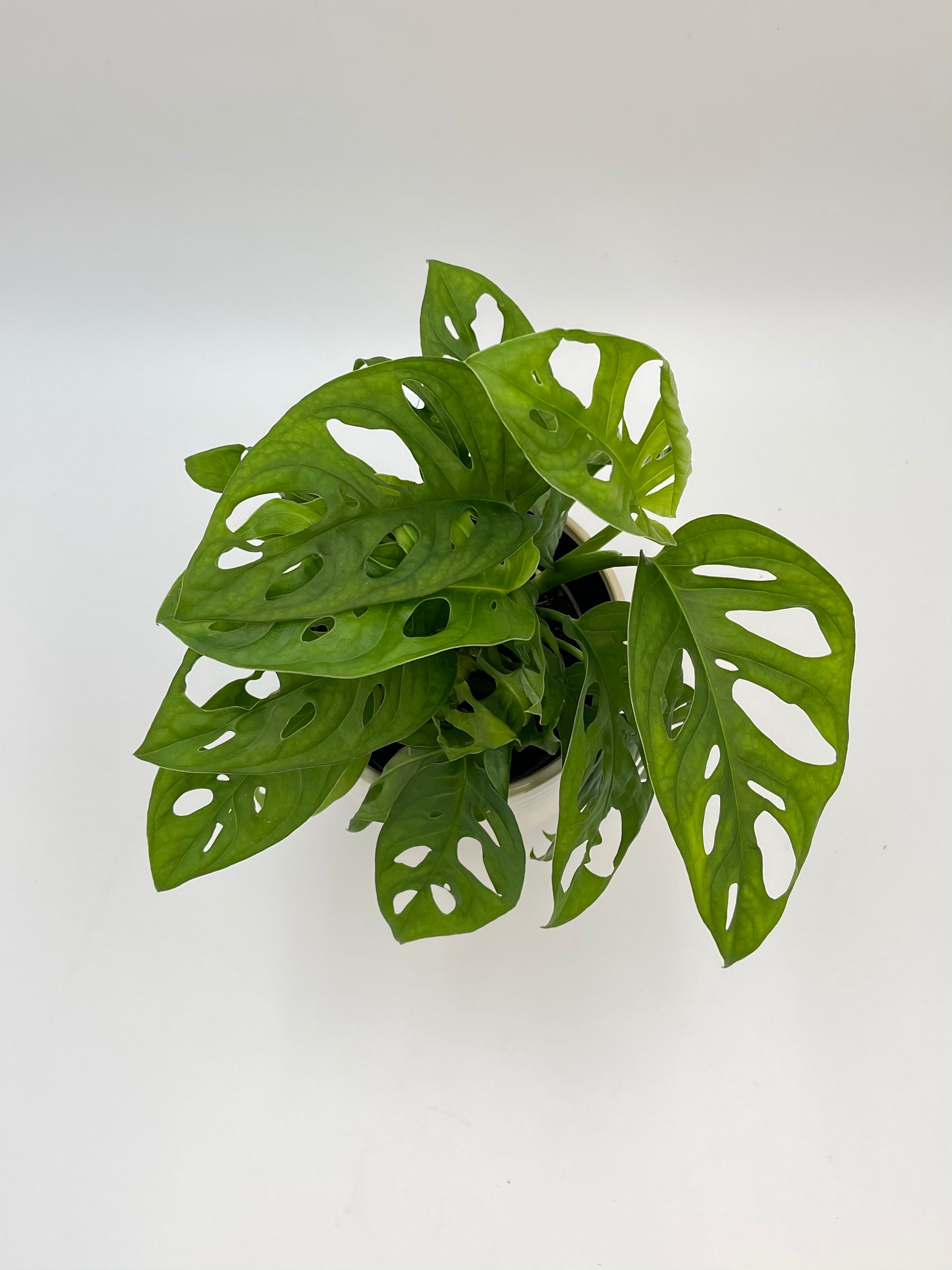 Monstera Adansonii, Monkey Mask Plant