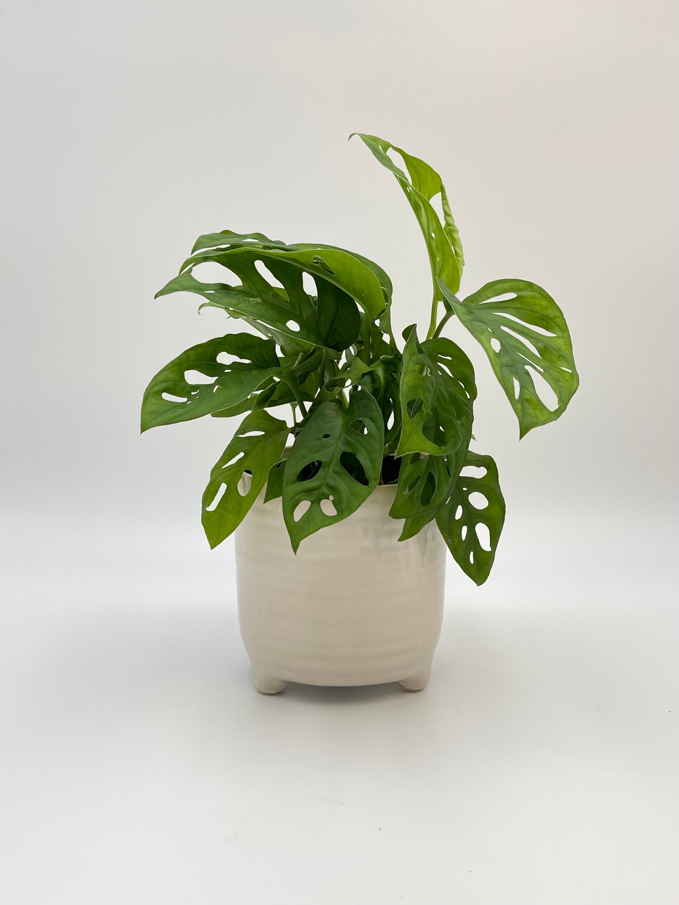 Monstera Adansonii, Monkey Mask Plant