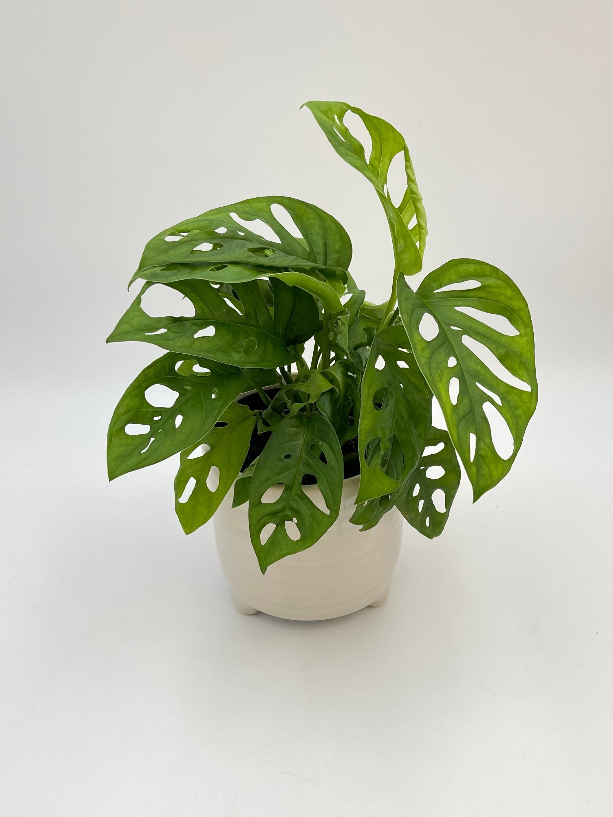 Monstera Adansonii Plant