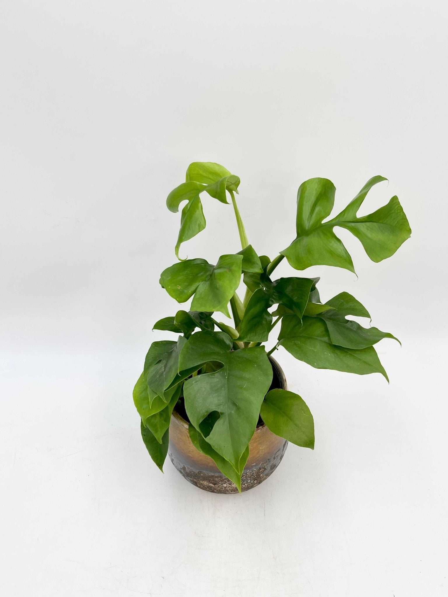 Monstera Minima, Philodendron & Rhapidophora – Best Indoor Plants for Home & Office