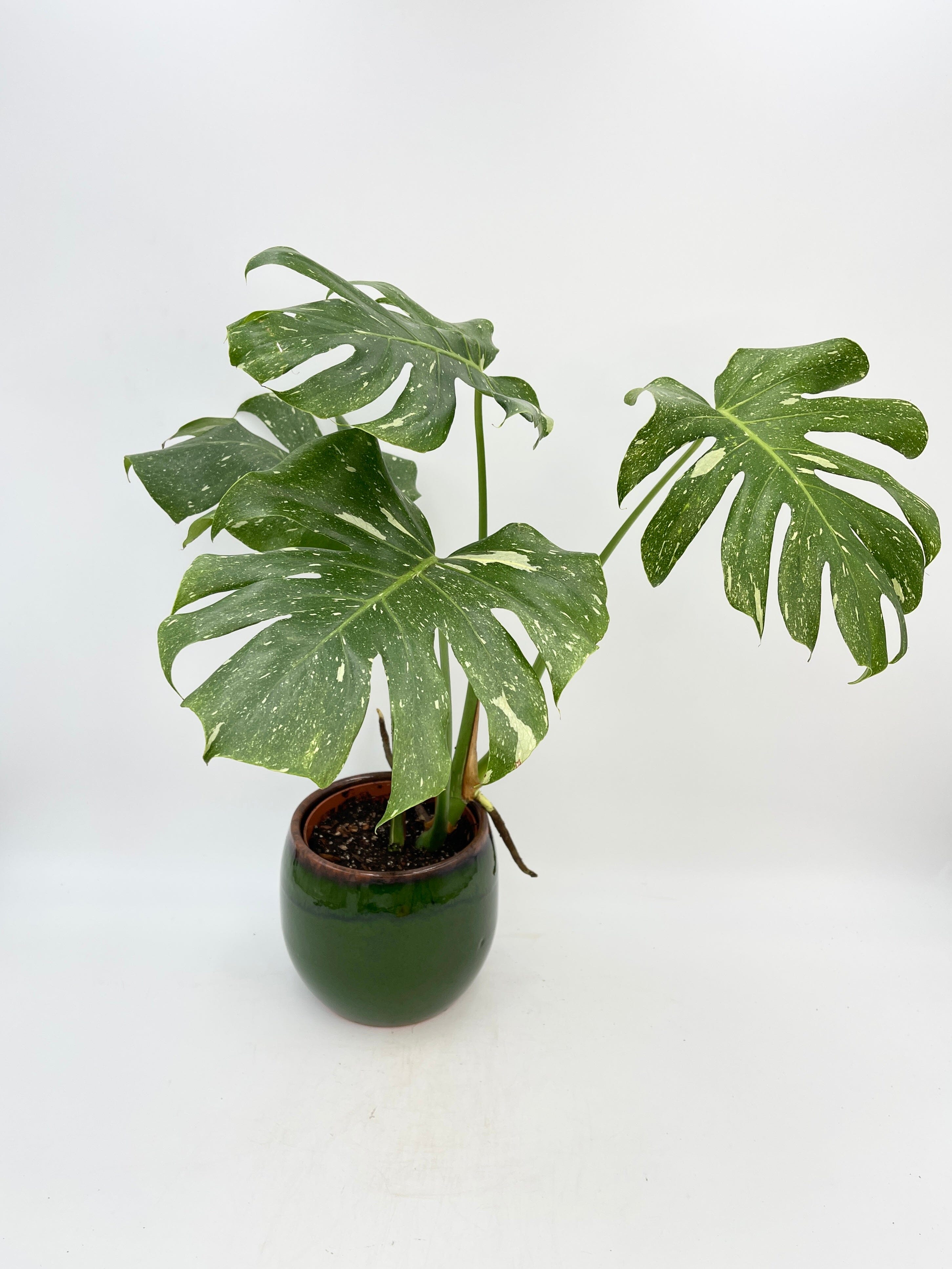 Monstera Thai Constellation, 15cm pot, Exact Plants