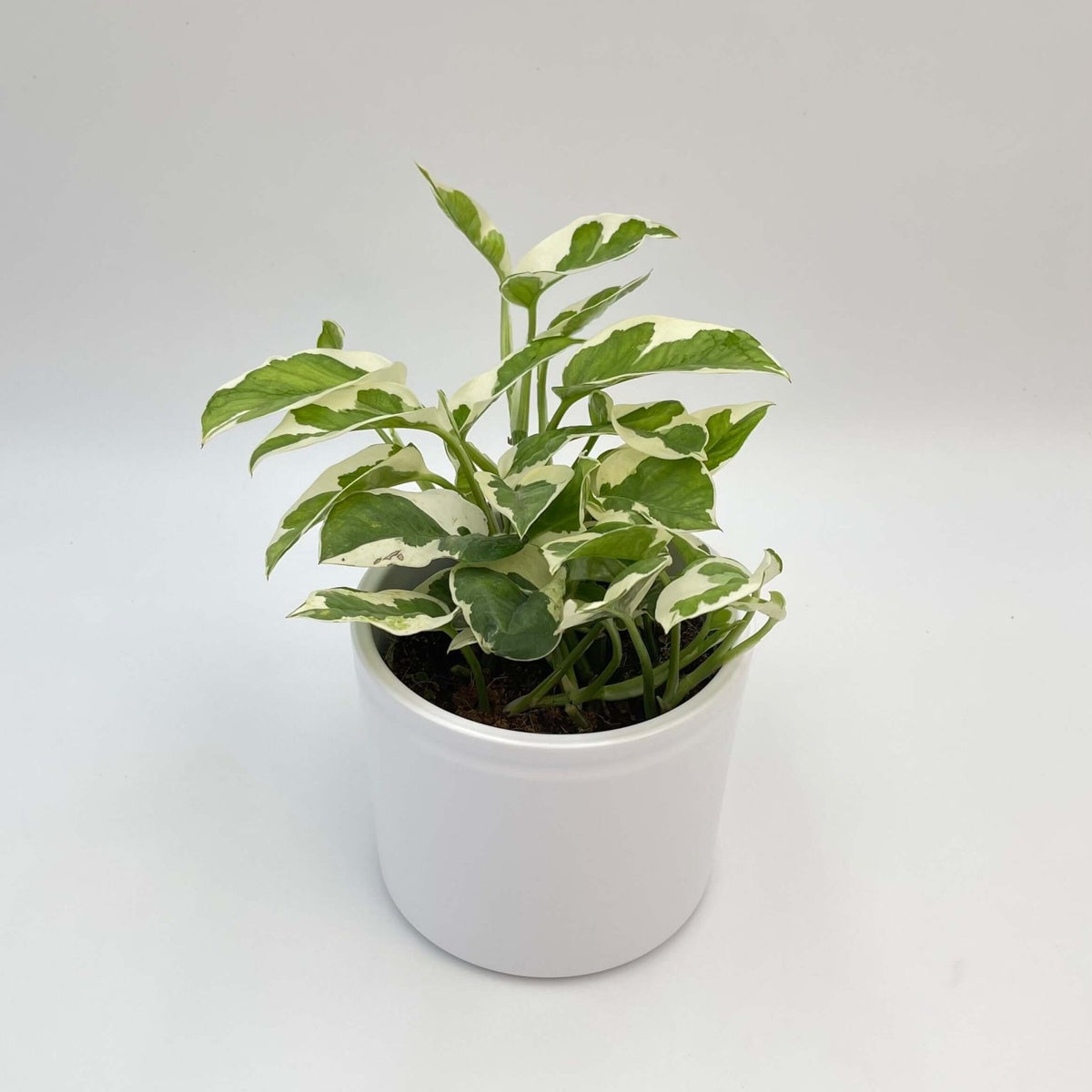 pothos uk Njoy Pothos, Epipremnum aureum
