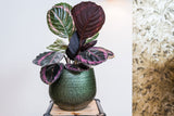 Noor Indoor Plant Pots, Velvet Green