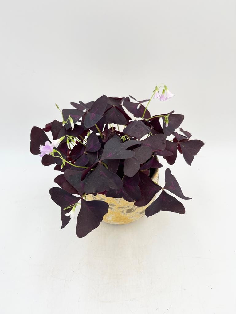 Oxalis Triangularis