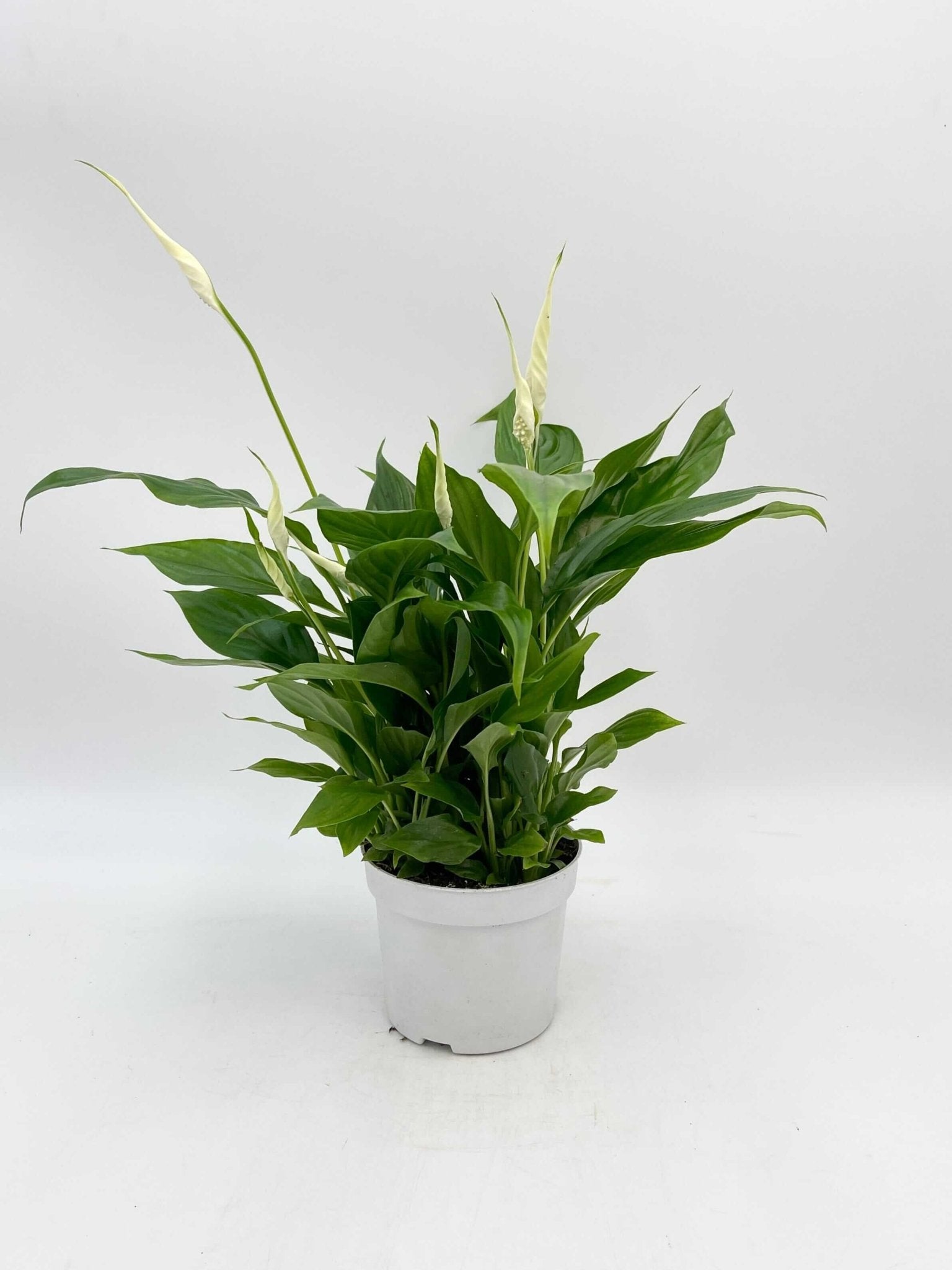 Peace Lily, Spathiphyllum Bellini